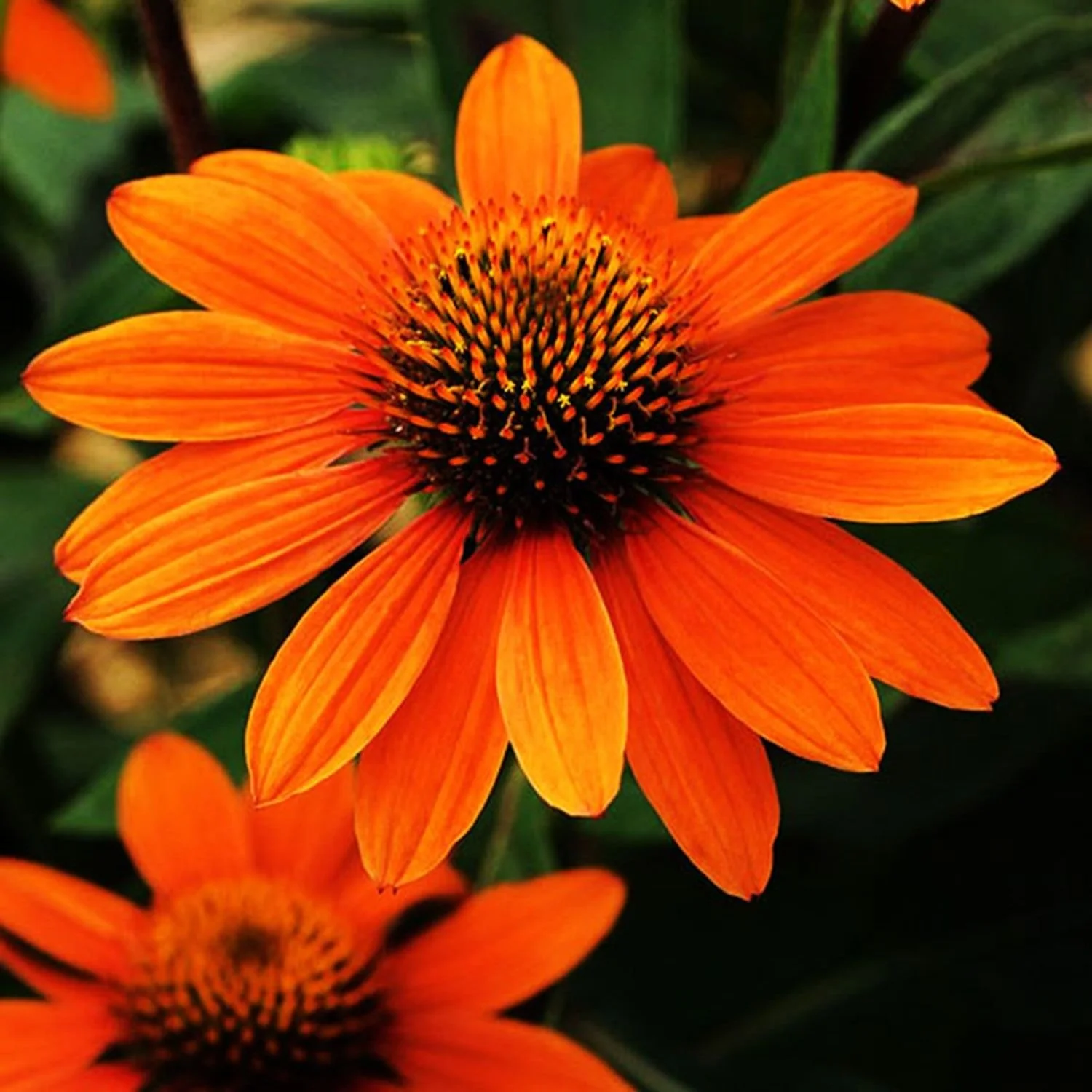 Sombrero® Adobe Orange Coneflower - BLBS