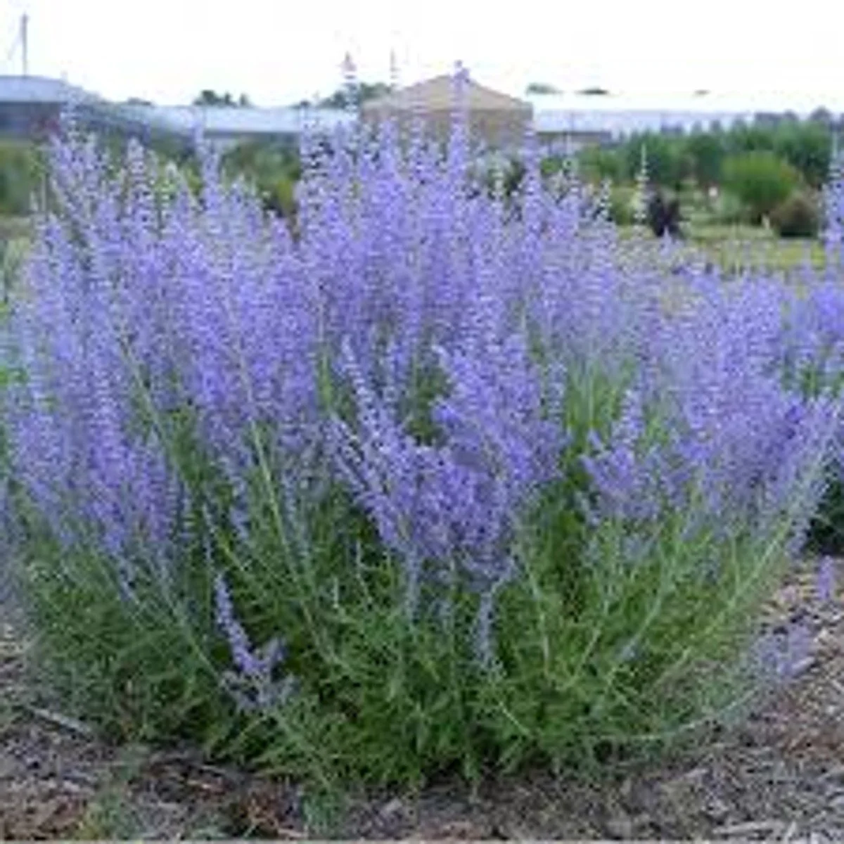 CrazyBlue Russian Sage - BLBS