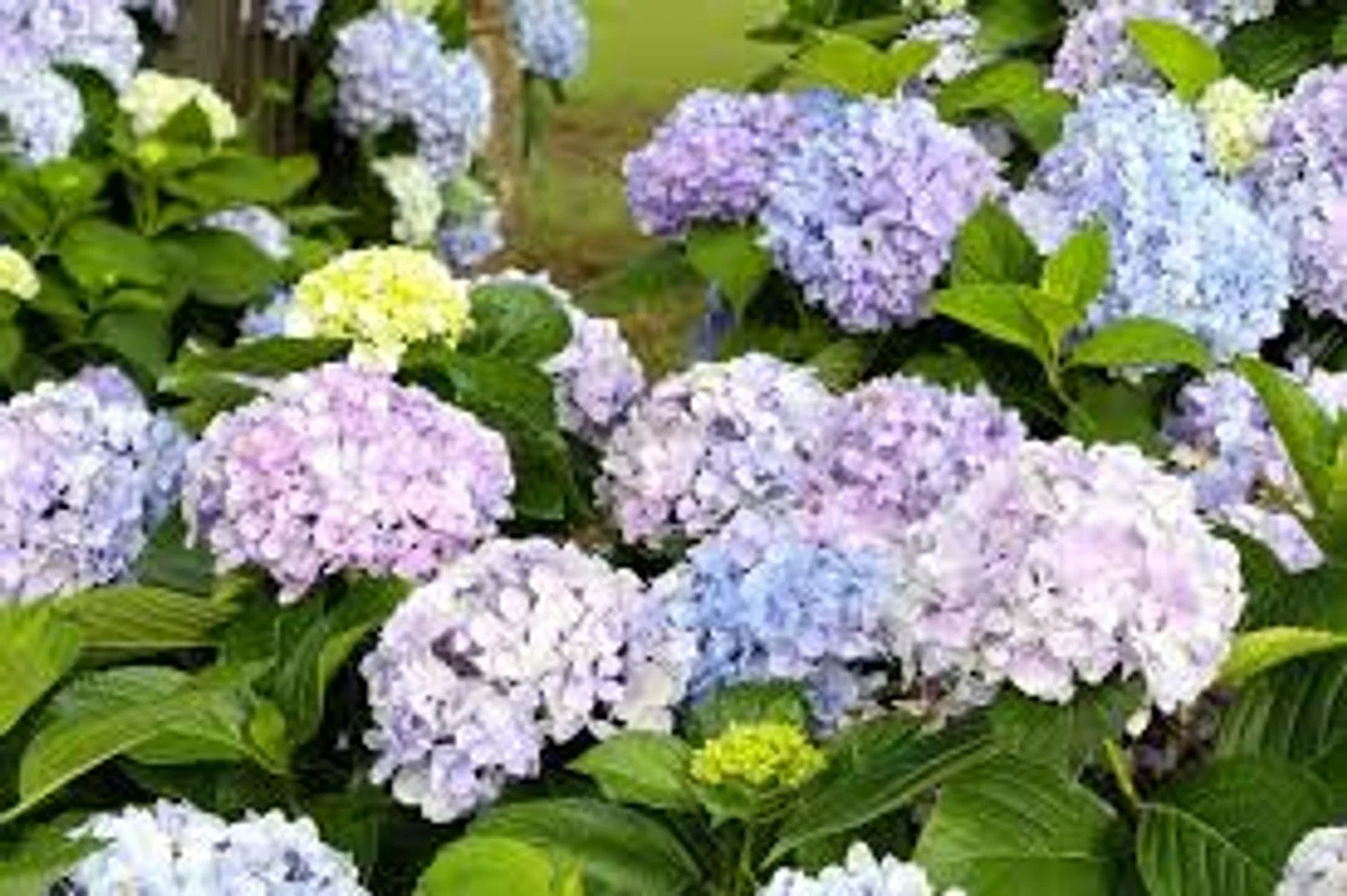 Dear Dolores™ Hydrangea - SLPC