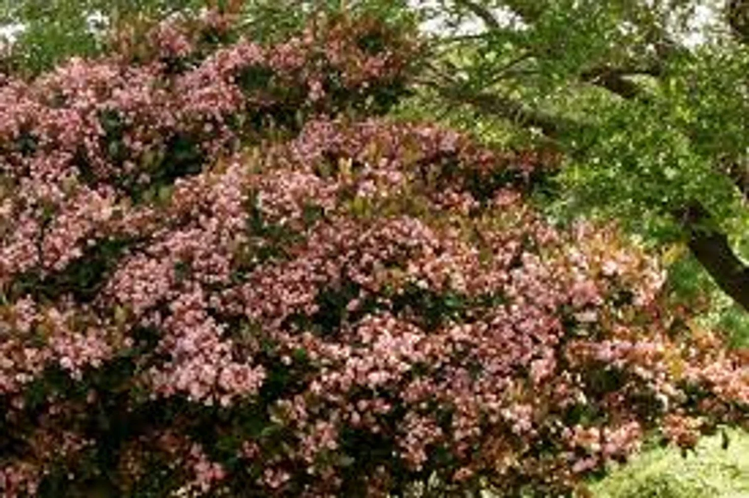 Rosalinda™ Indian Hawthorn - SLPC (Raphiolepis indica Rosalinda™)