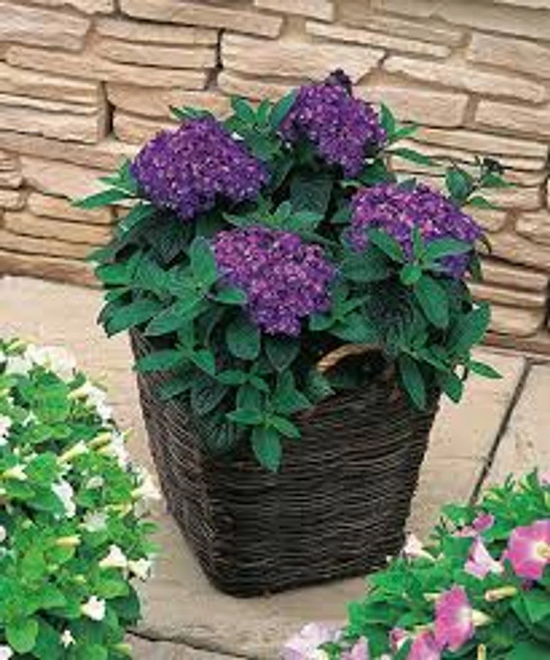 Fragrant Delight Heliotrope - 6"