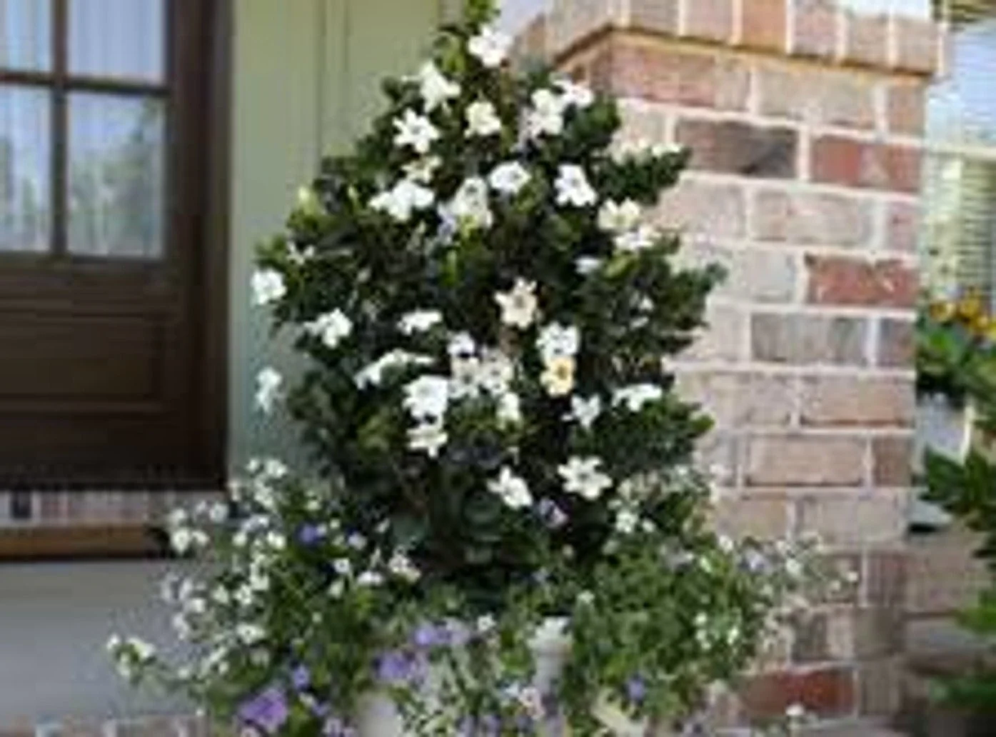 Diamond Spire® Gardenia -SLPC
