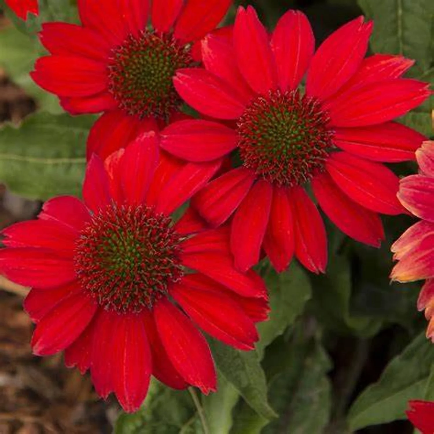 Sombrero® Salsa Red Coneflower -BLBS
