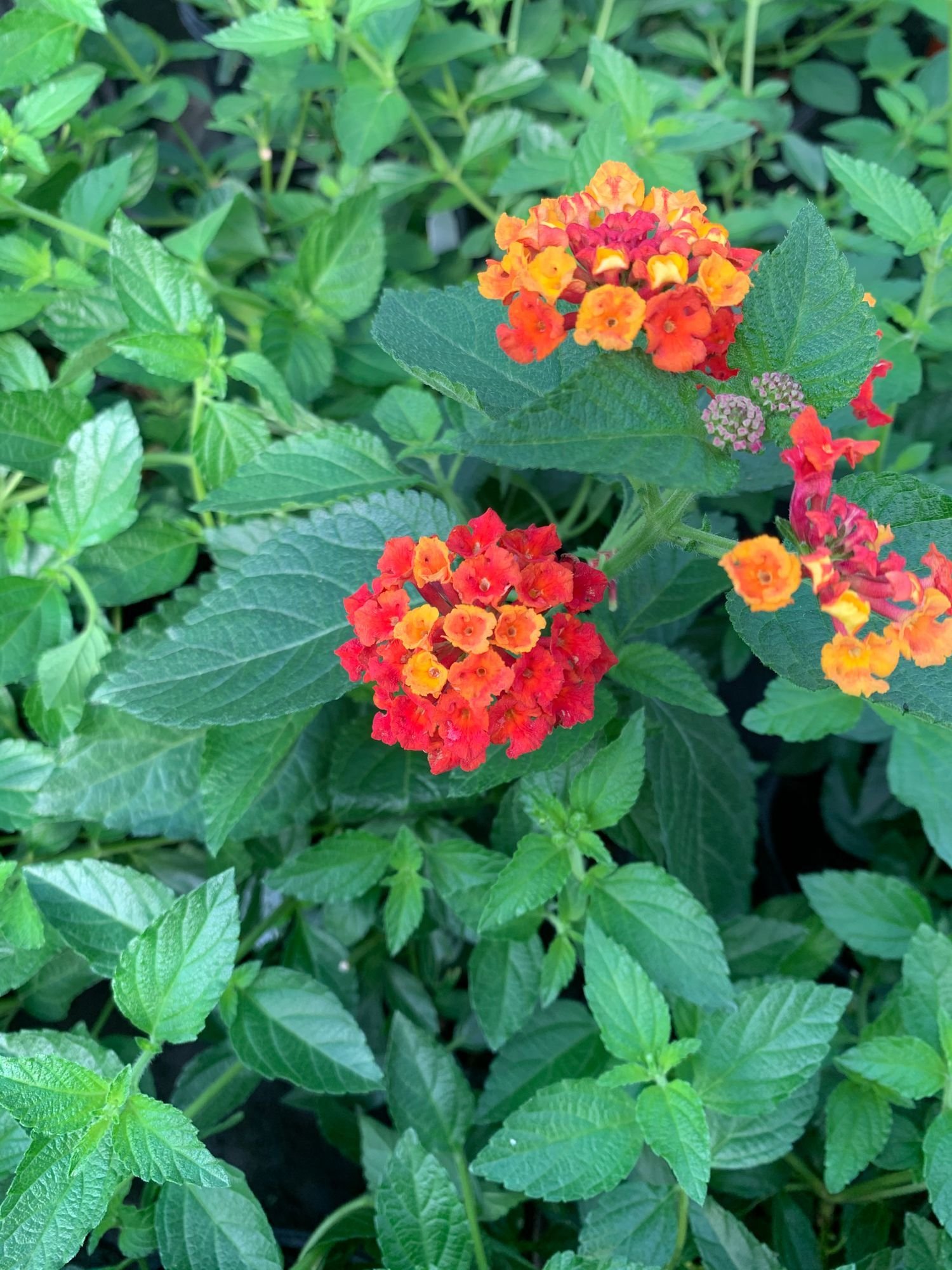Dallas Red Lantana