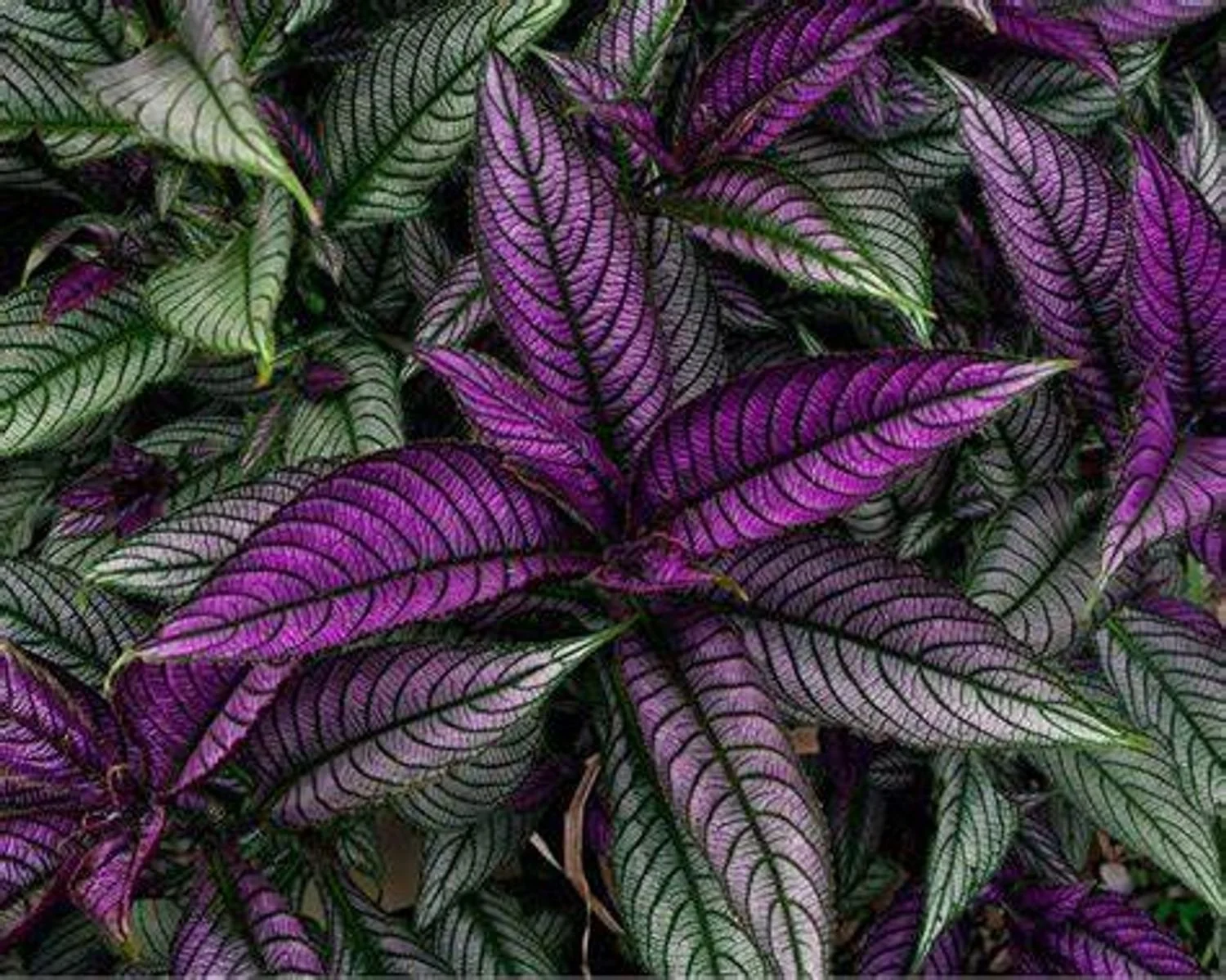 Persian Shield - 6"