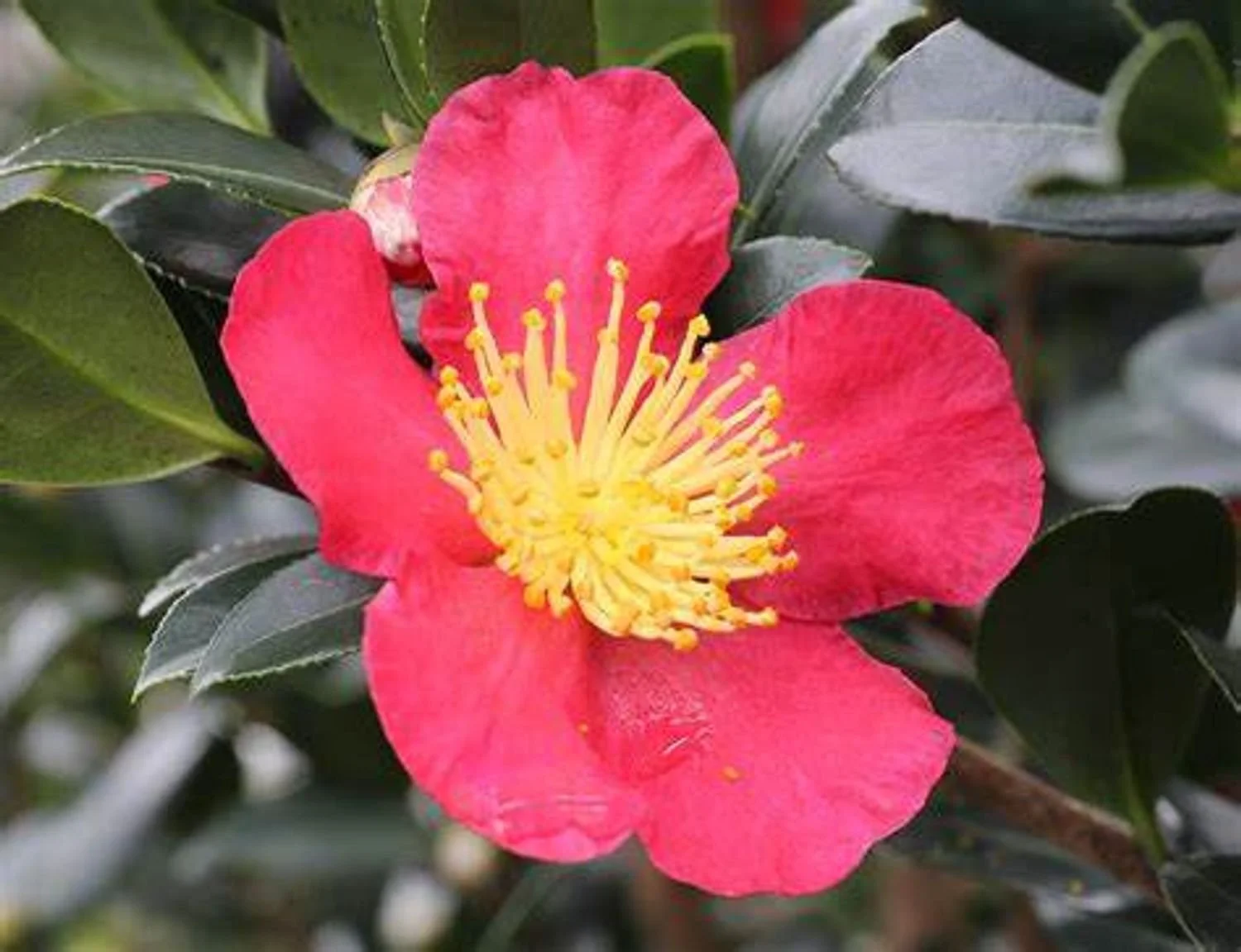 Yuletide Camelia (Camellia sasanqua 'Yuletide')