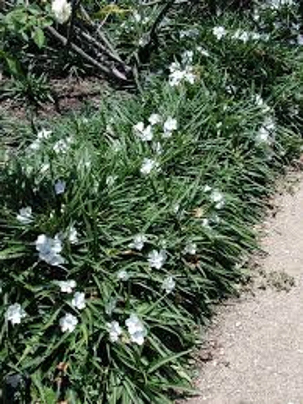 Dwarf White Hardy Petunia