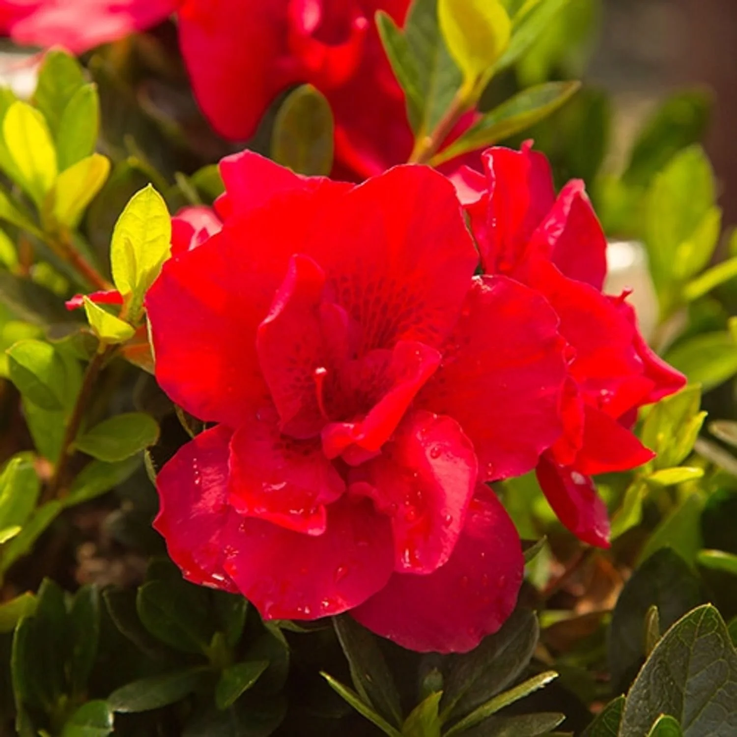 Azalea Encore® Autumn Bonfire™