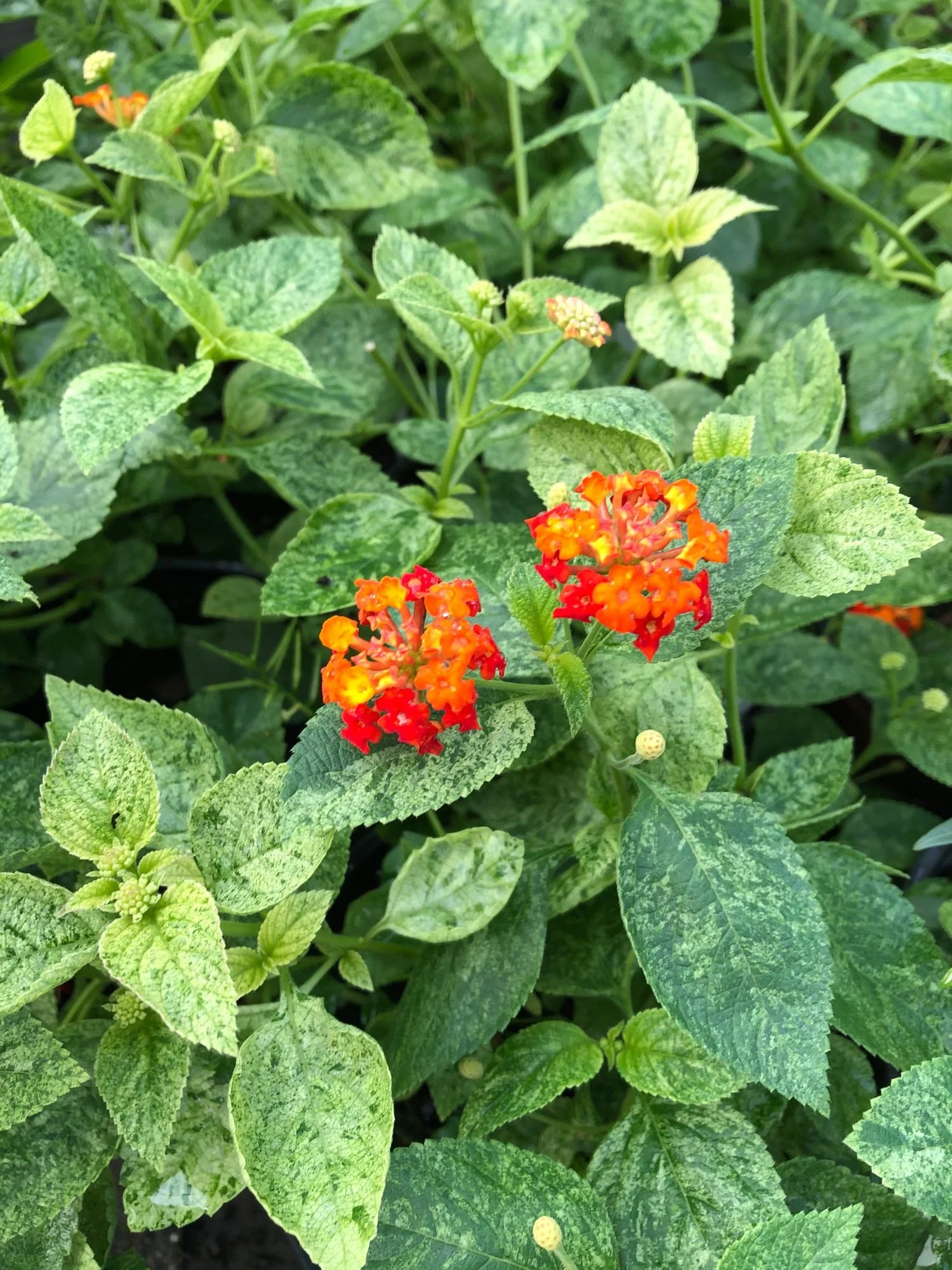 Cosmic Firestorm® Lantana - SLPC