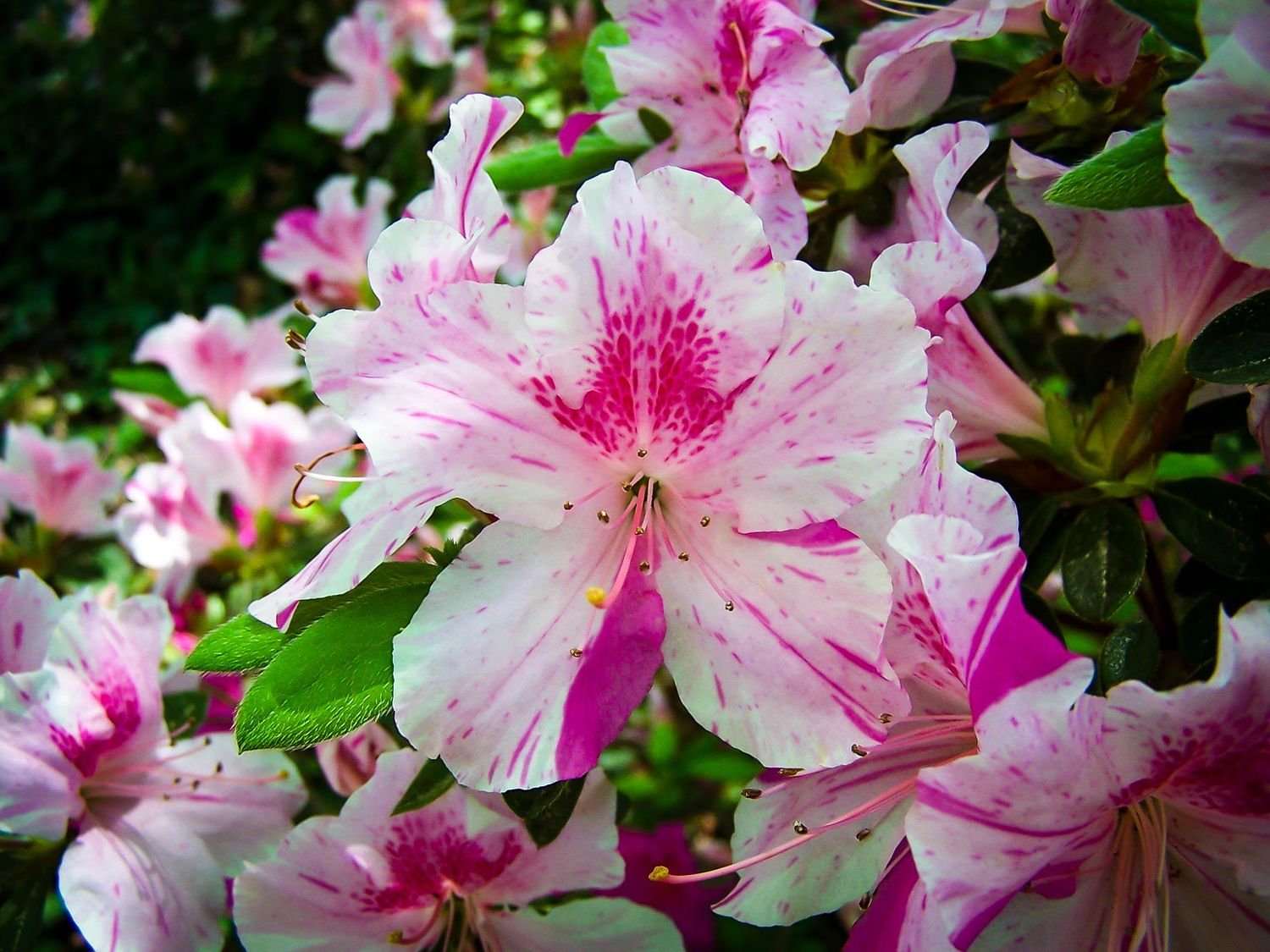 Azalea Encore® Autumn Twist™