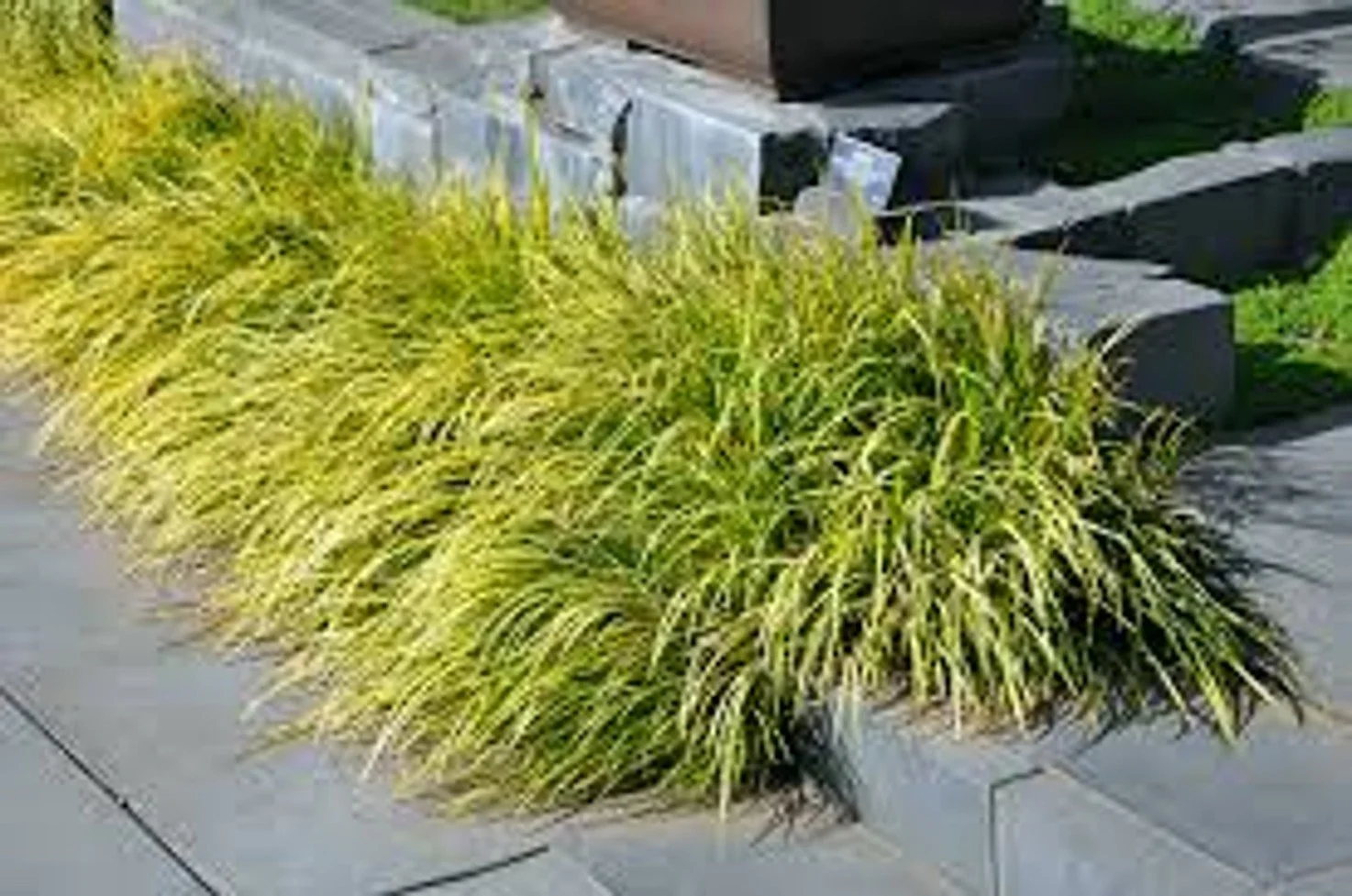 Variegated Sweet Flag - 6"