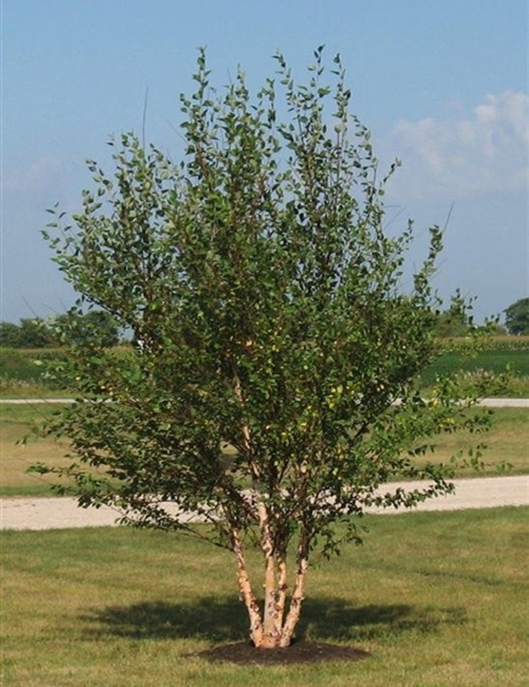Dura-Heat™ Riverbirch