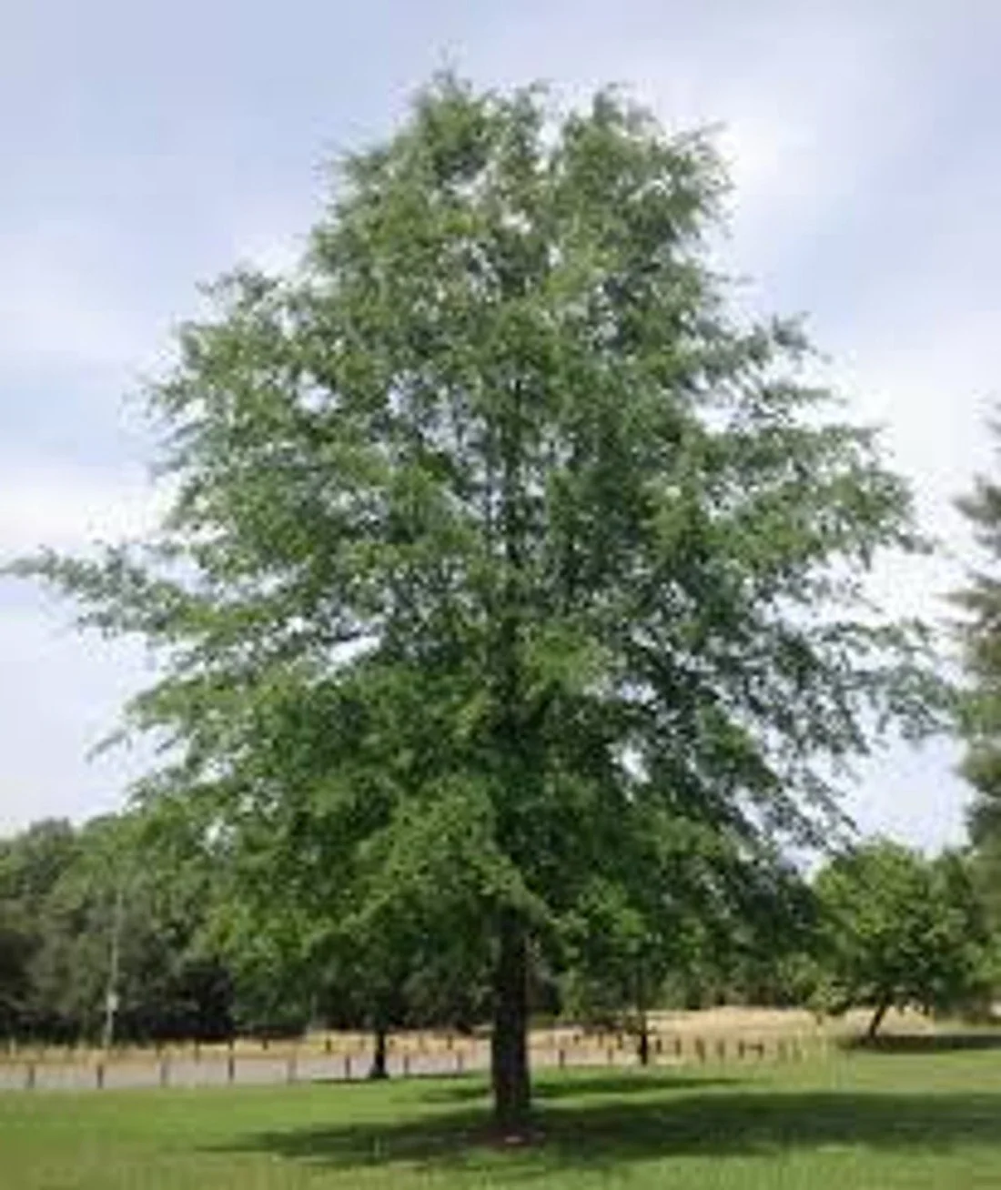 Willow Oak