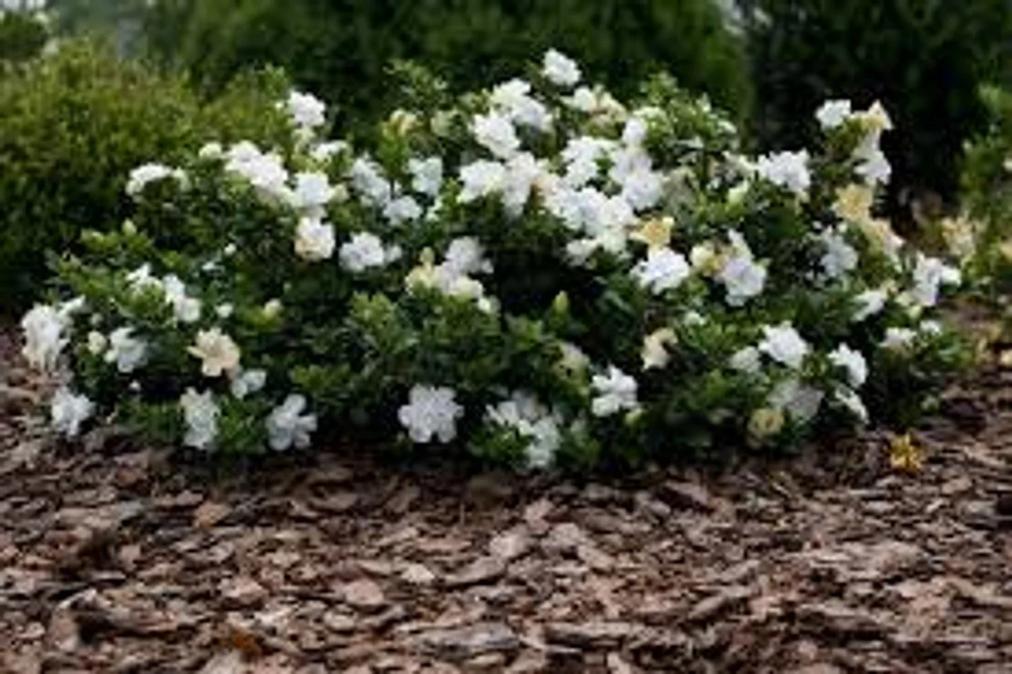 ScentAmazing™ Gardenia - SLPC