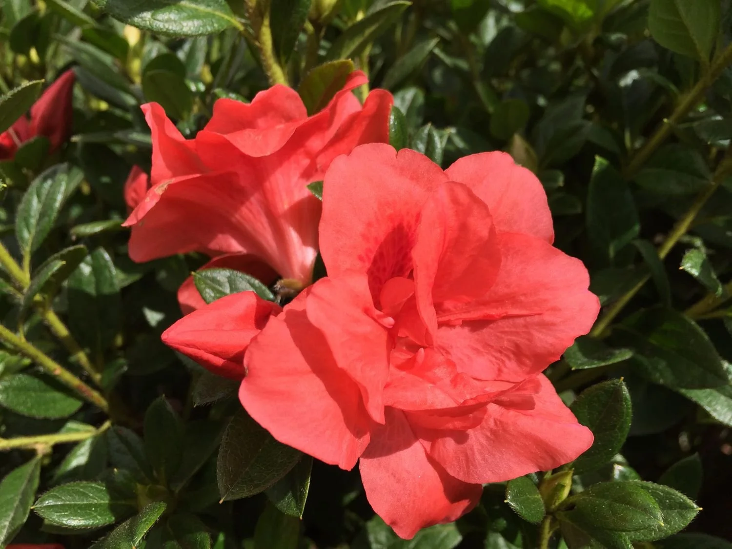 Autumn Monarch™ Encore® Azalea - EN