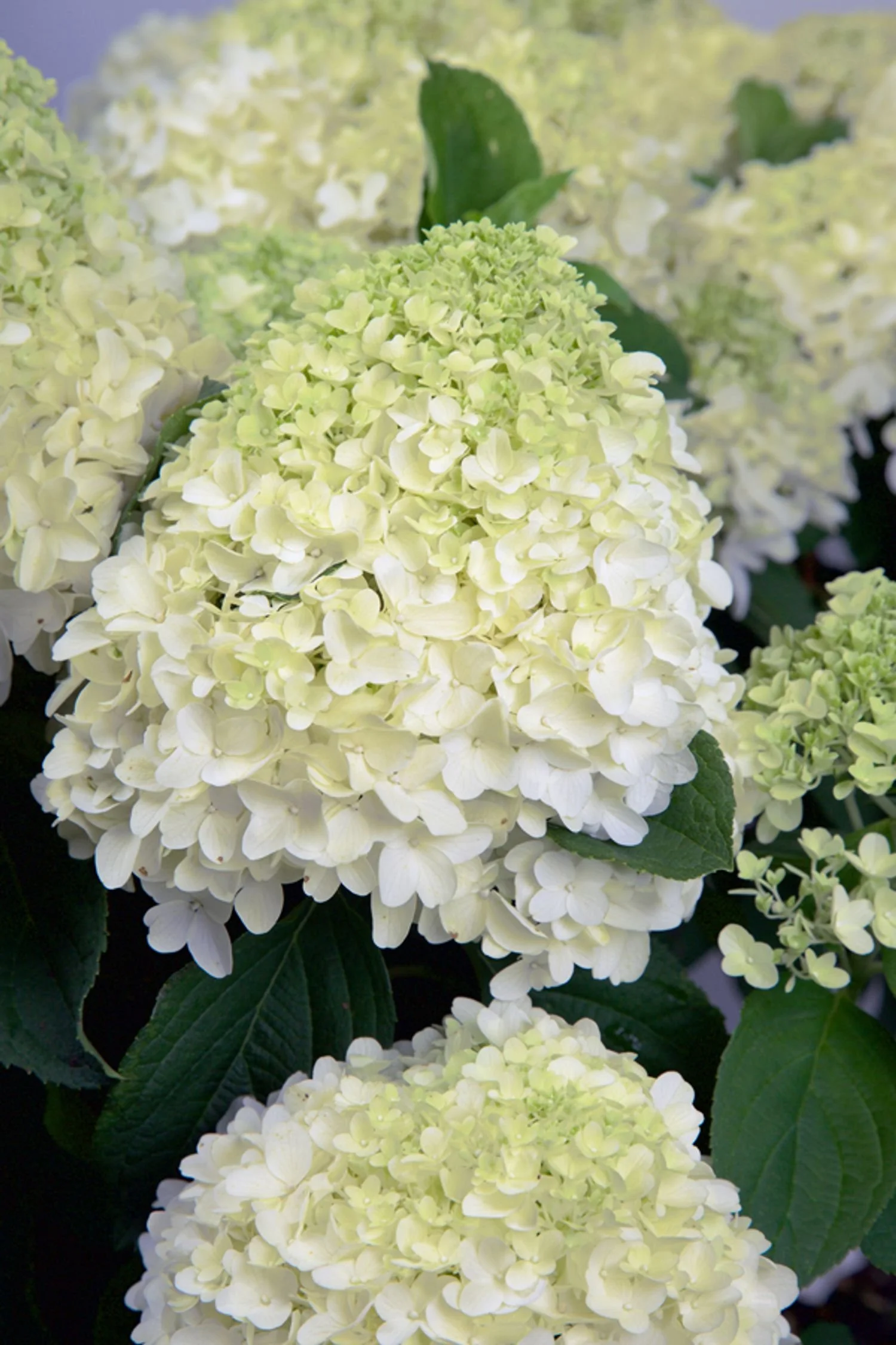White Wedding™ Hydrangea - SLPC