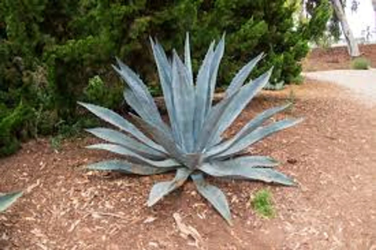 Silver Century Plant