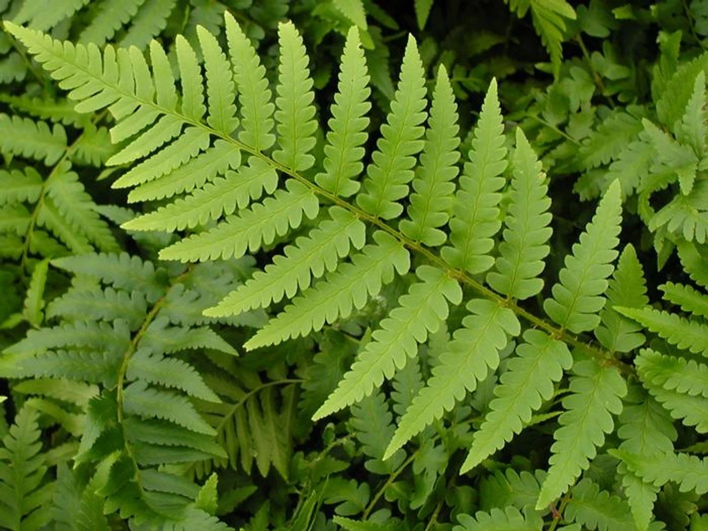 Dixie Wood Fern - 8"