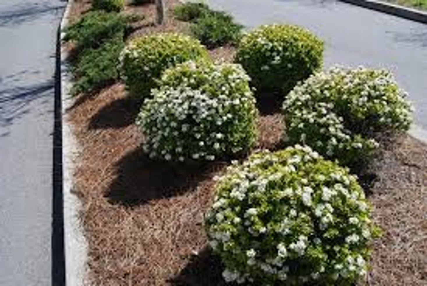Walters Viburnum 'Mrs. Schiller's'