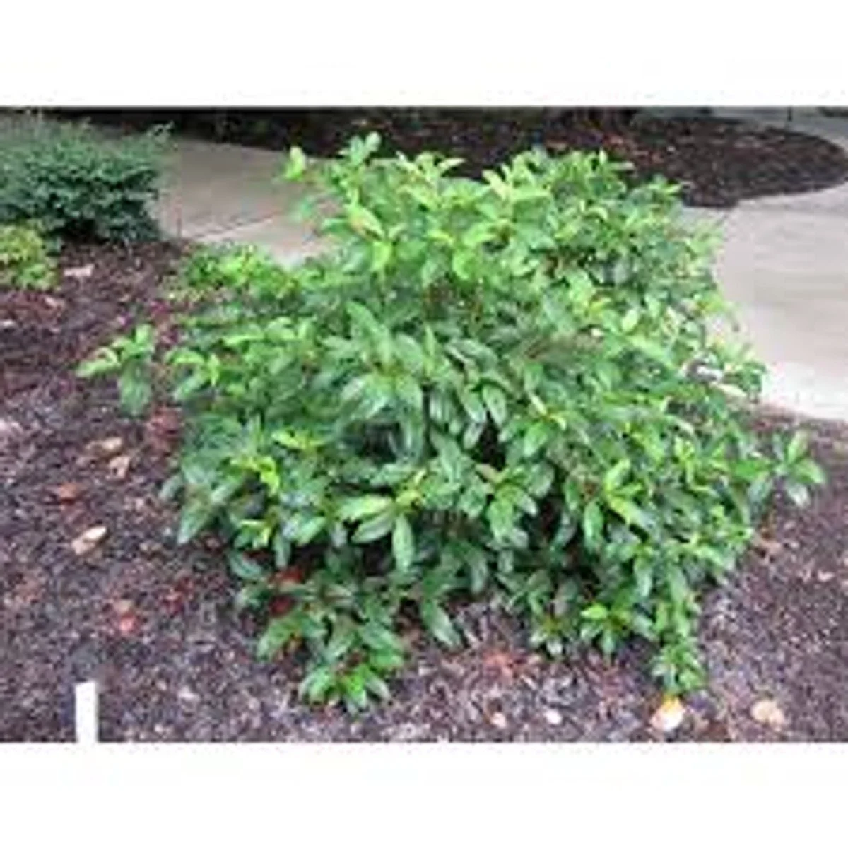 Moonlit Lace® Viburnum - BLBS - 3G