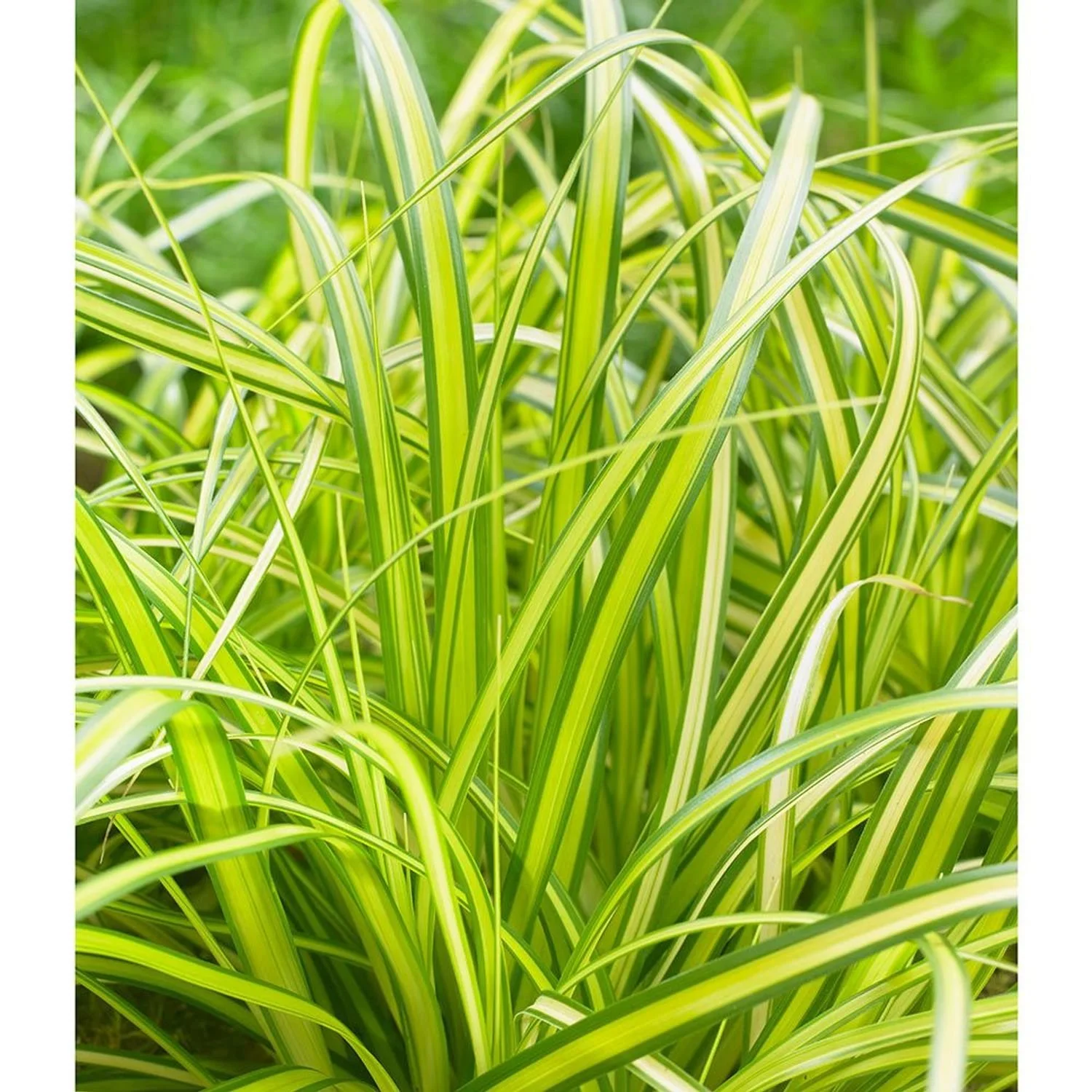 EverColor® 'Eversheen' Carex - SLPC - 8"