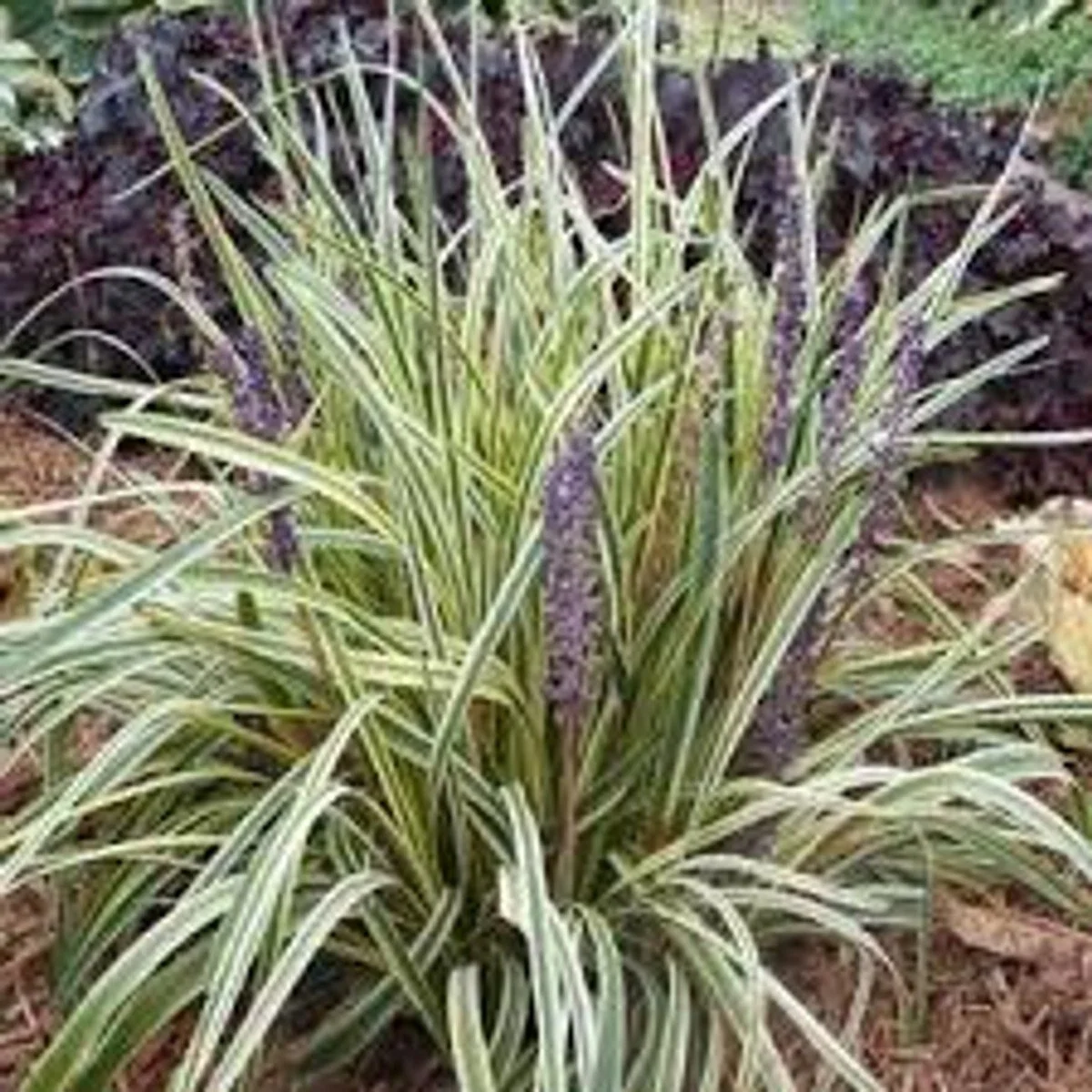 Silvery Sunproof' Liriope - 6"