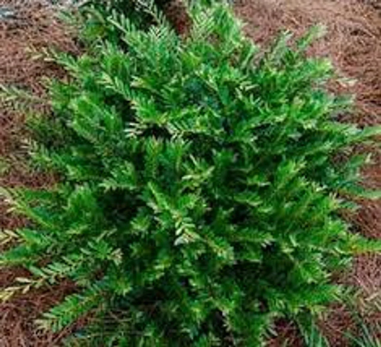 Cast in Bronze™ Distylium - SLPC