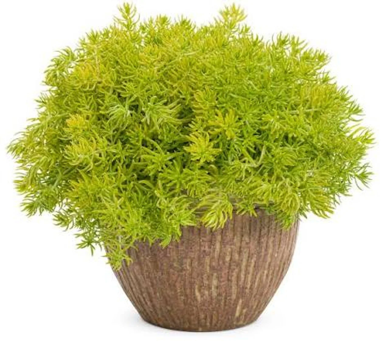 Lemon Coral® - PW