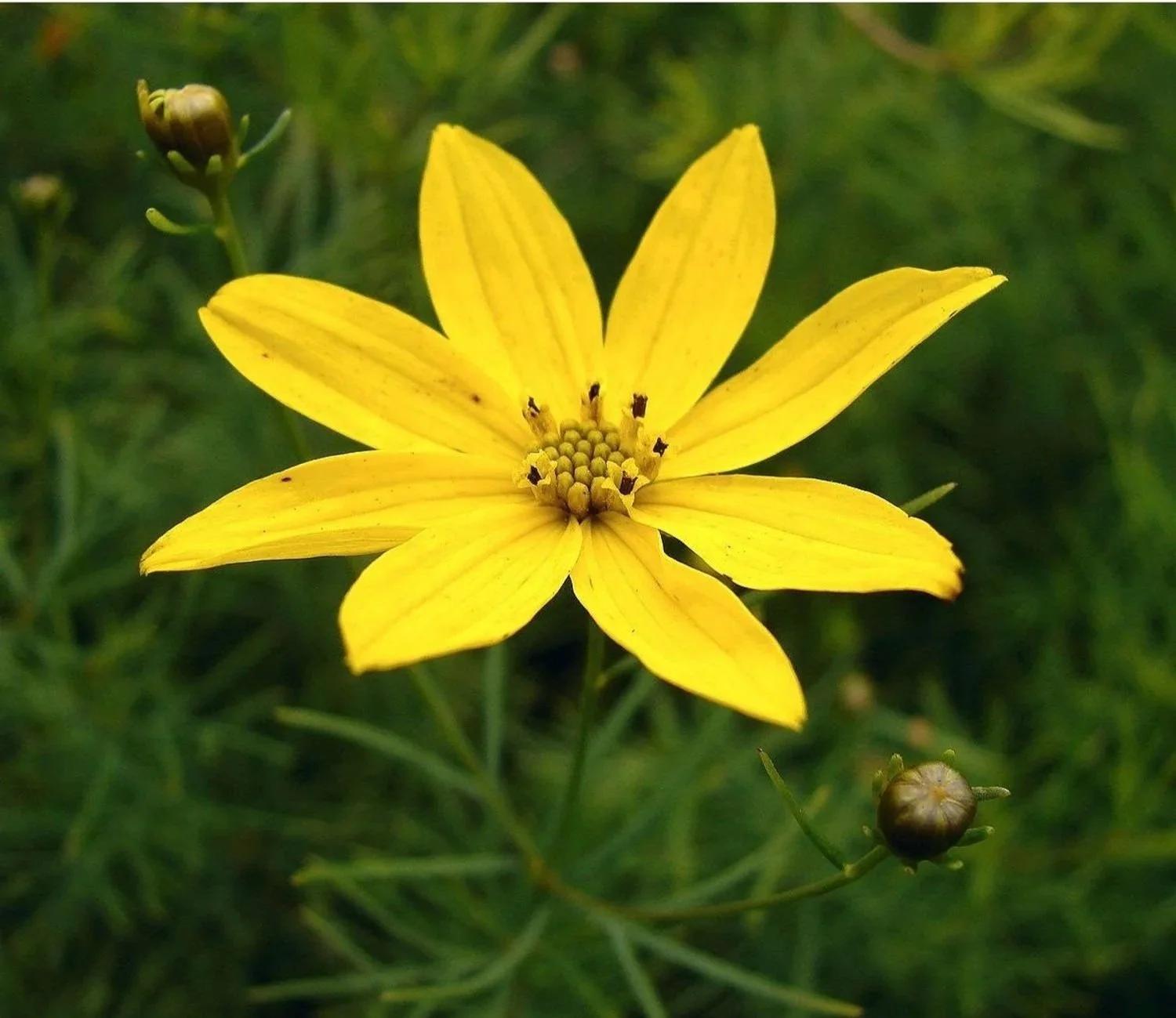 Moonbeam Threadleaf Coreopsis