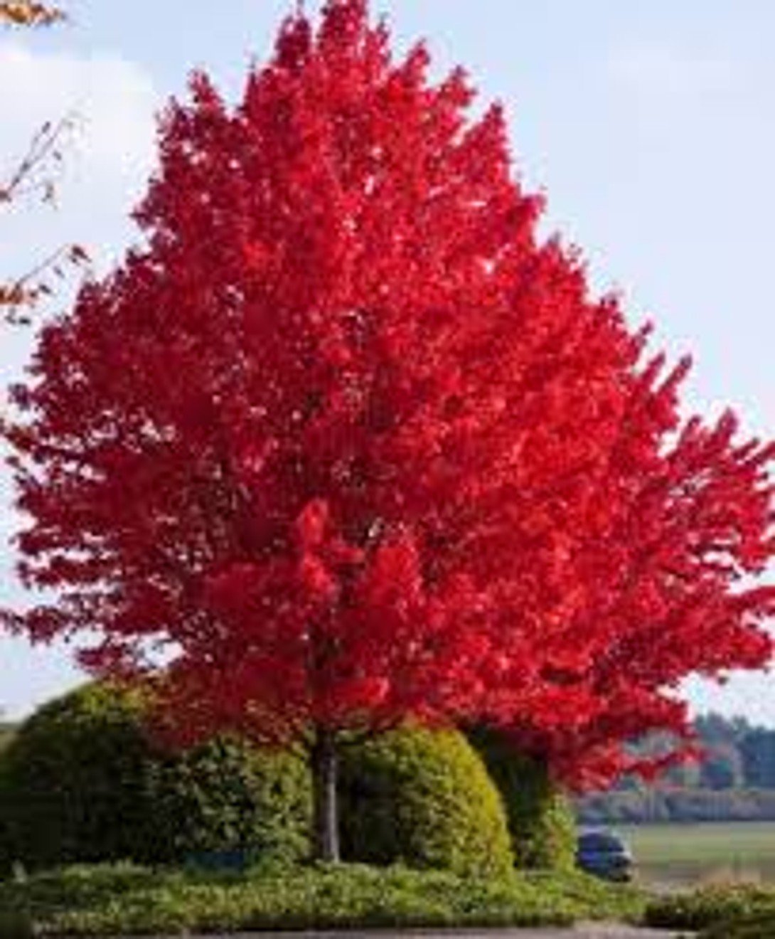 Brandywine Red Maple