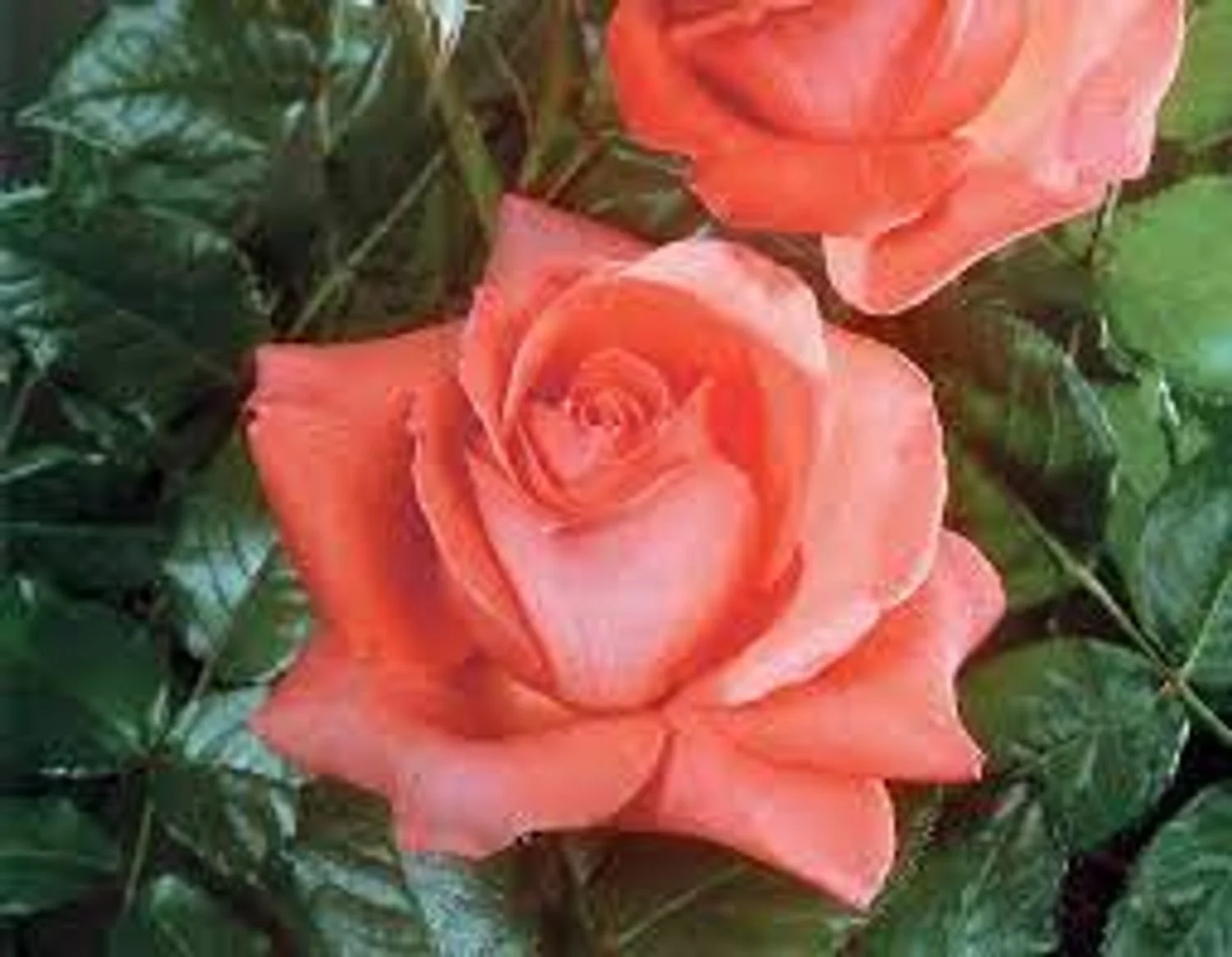 Lasting Peace™ Rosa - BLBS