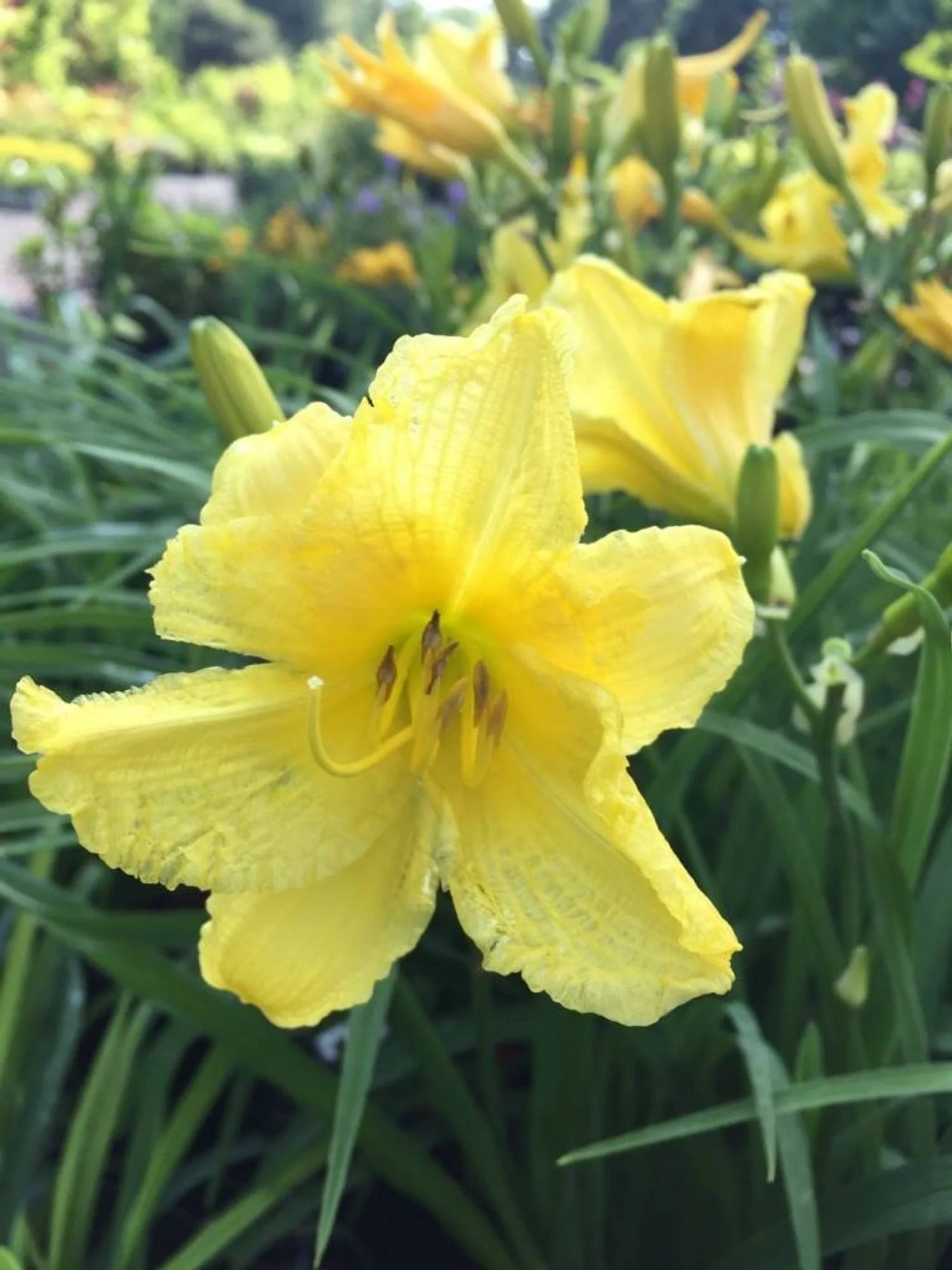 Happy Returns Daylily