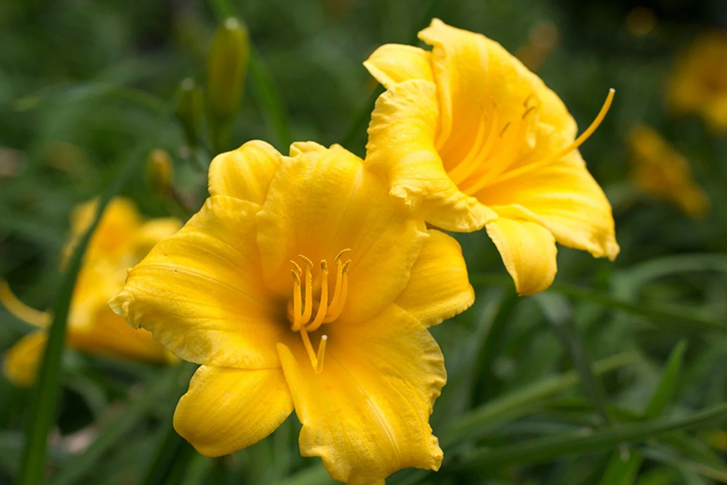 Stella de Oro Daylily