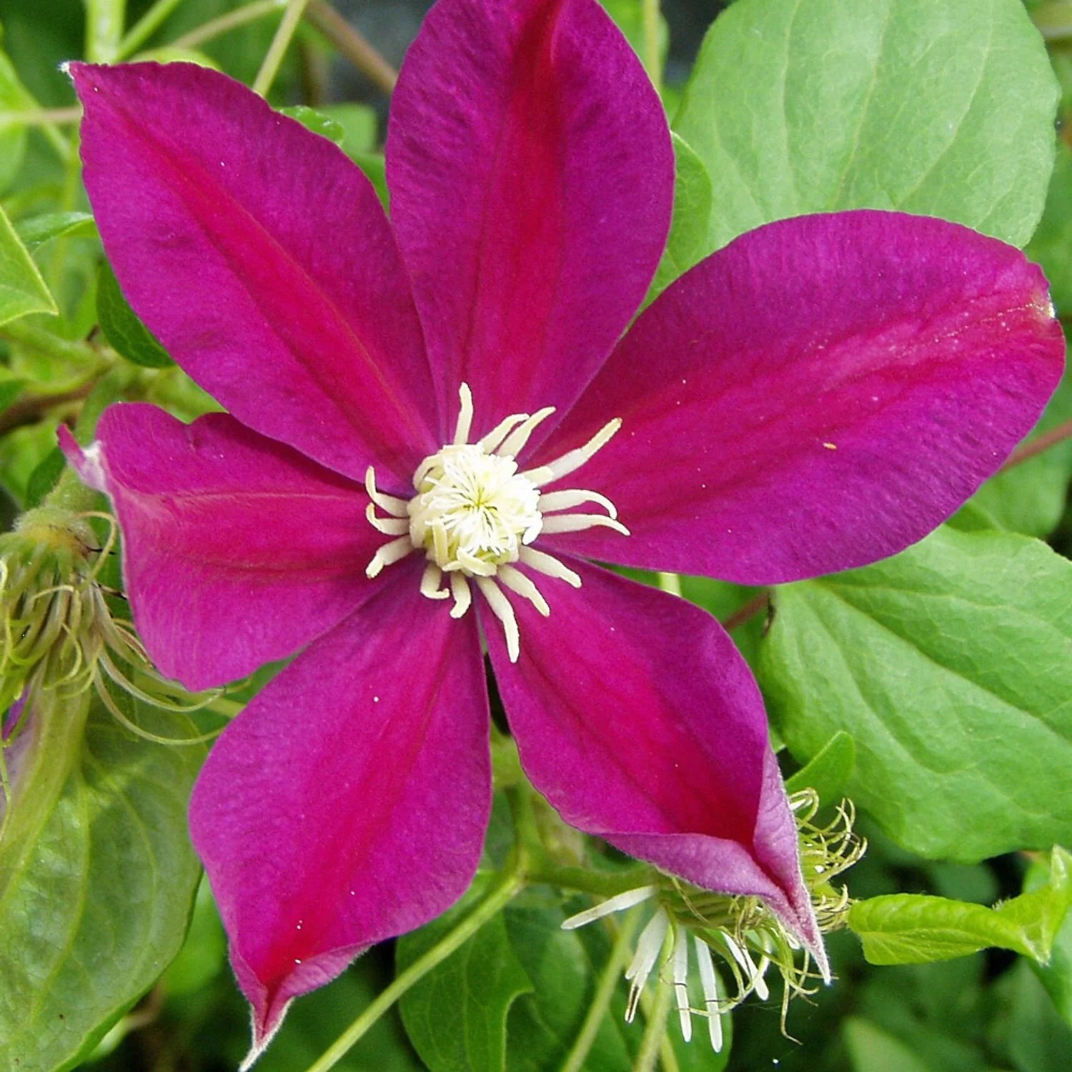 Ernest Markham Clematis