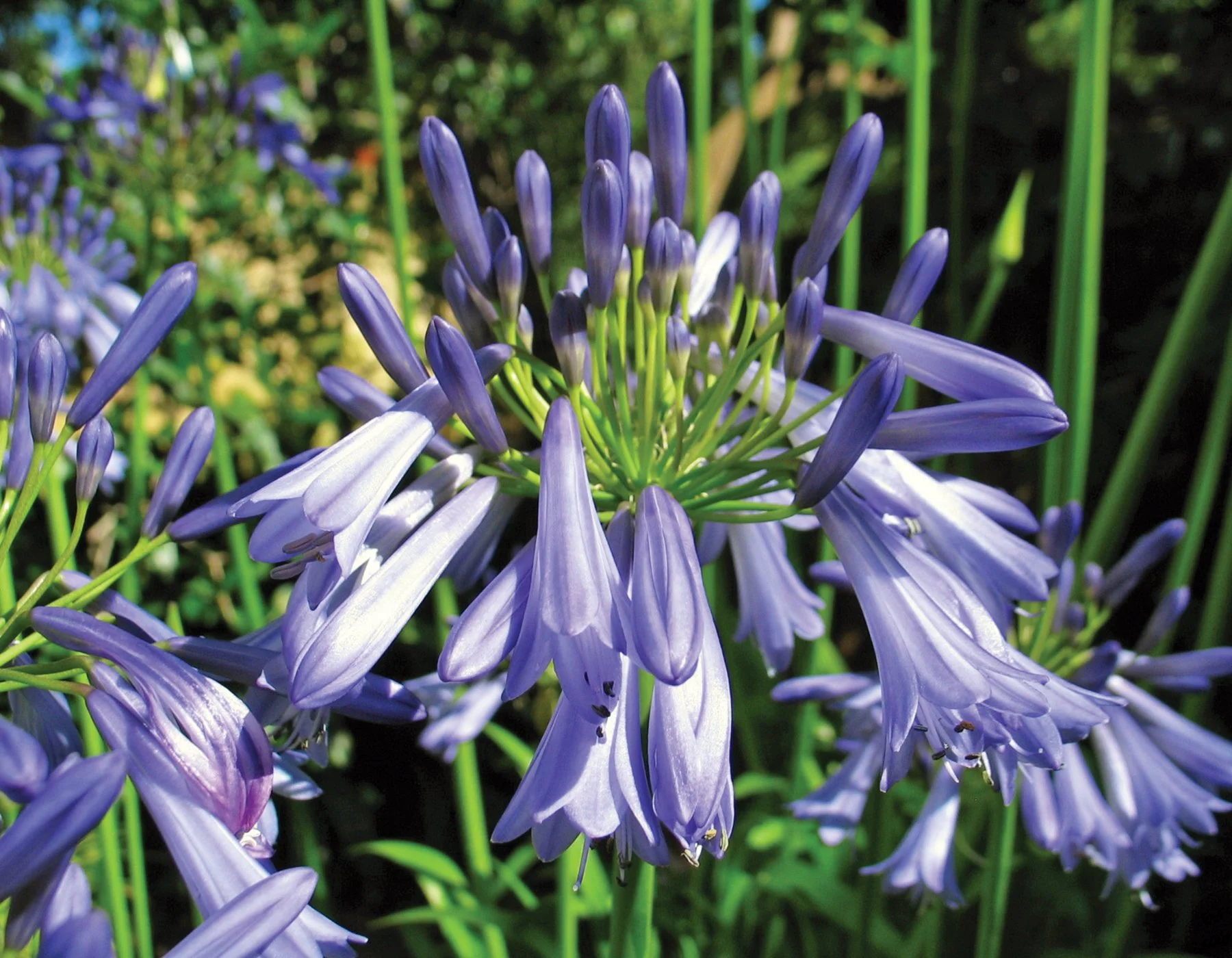 Agapanthus_Jonie_002.jpg