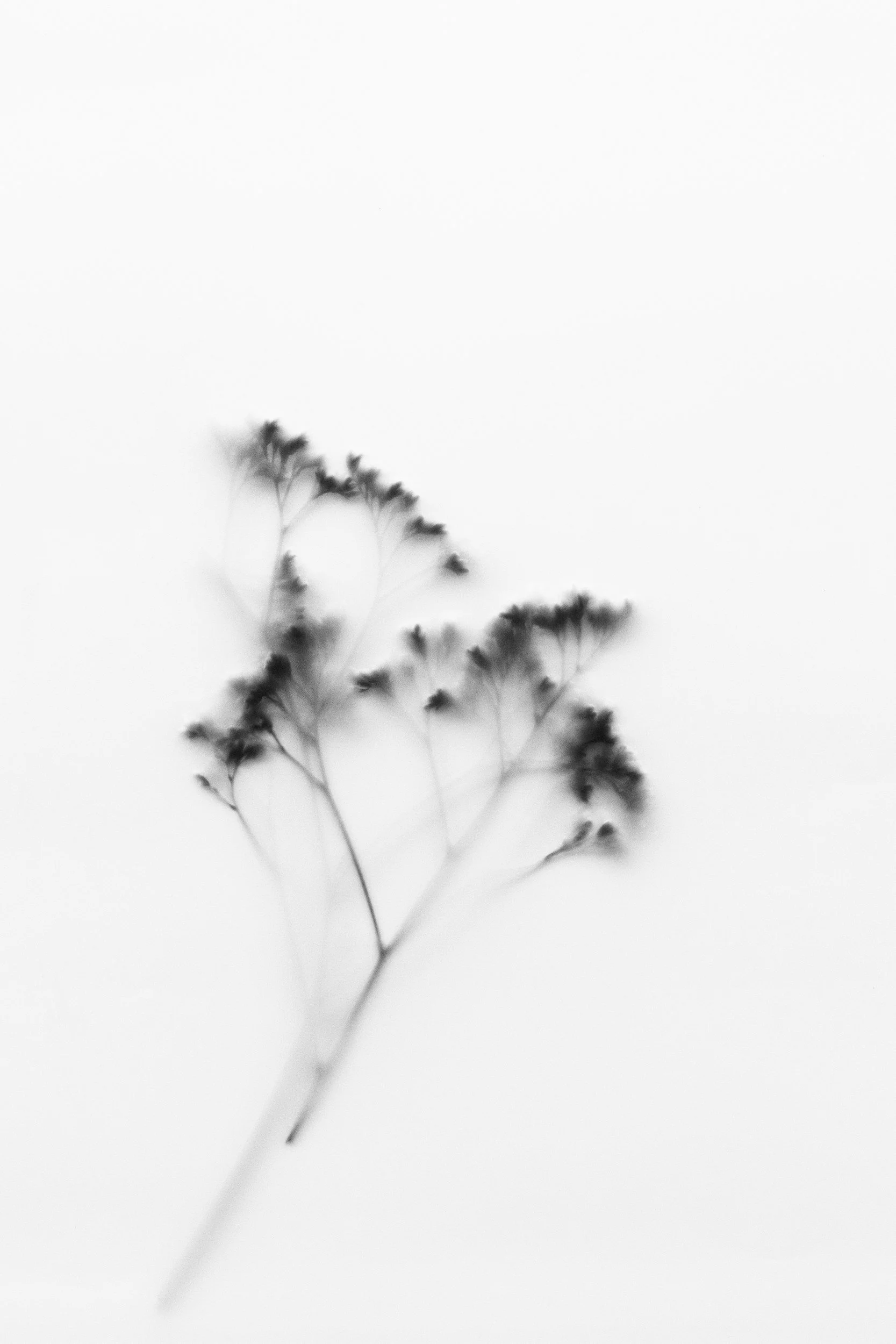 Black and white photo of a dressed plant with a blurred background.
