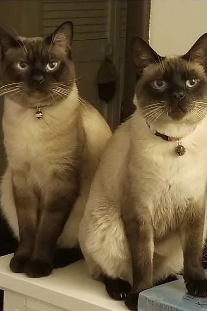 Two chocolate point Siamese rescue cats sitting side-by-side on a white table