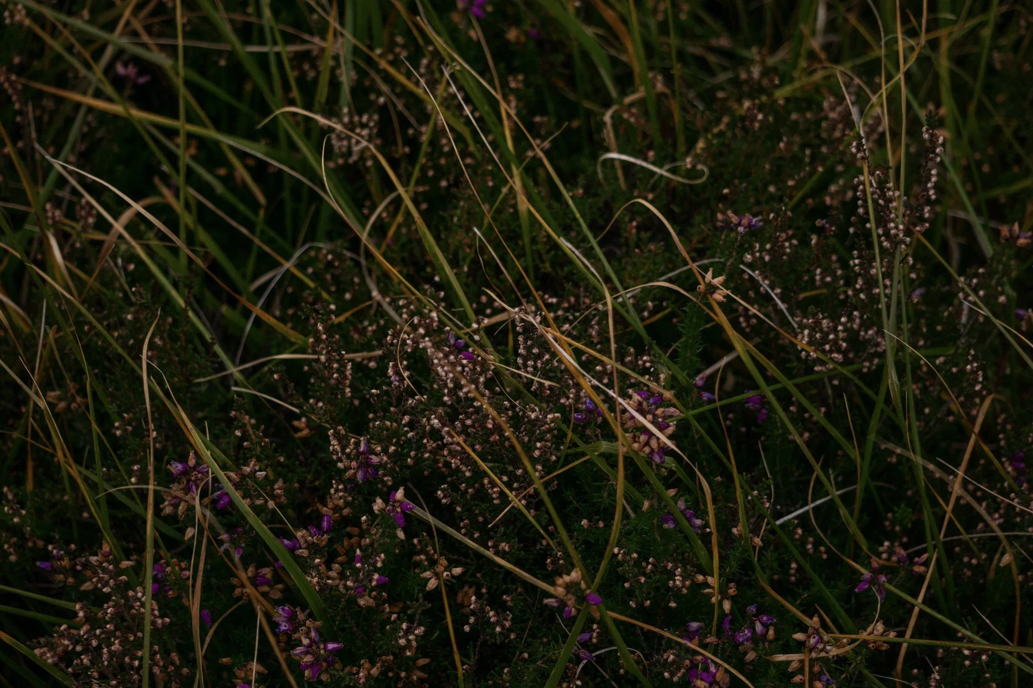 A macro detail shot capturing the rich textures of wild green grass and deep purple heather growing on the Highland moors.