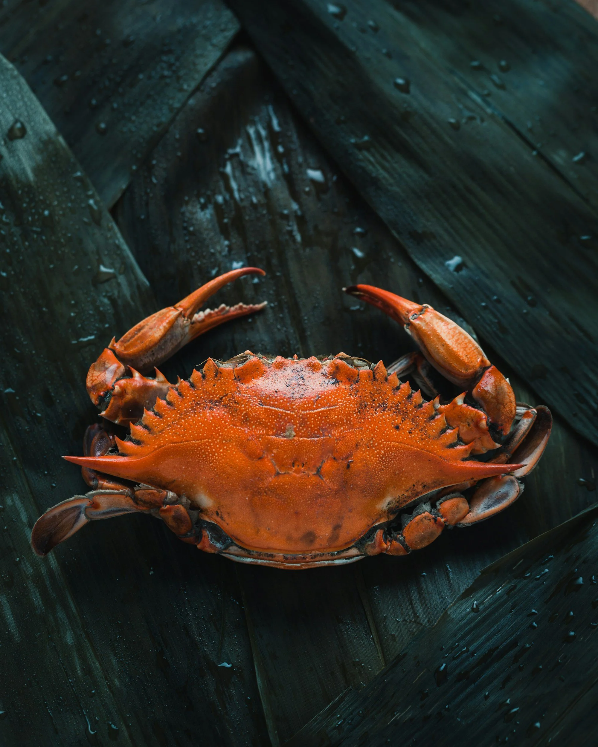 A red crab with claws extended, sitting on wet dark wooden surface with water droplets.