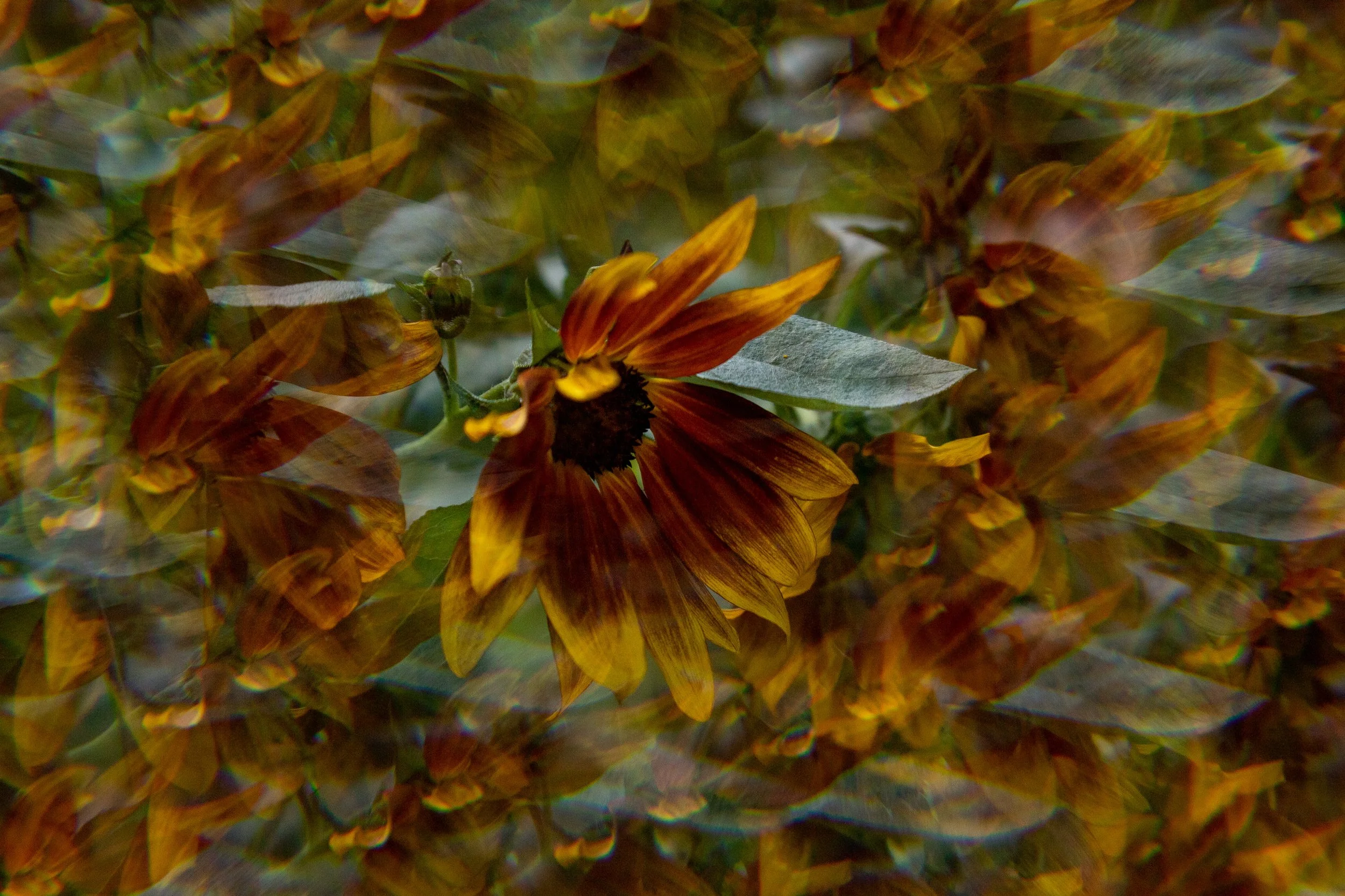Close-up of a sunflower with yellow petals, some dark around the center, surrounded by green leaves.