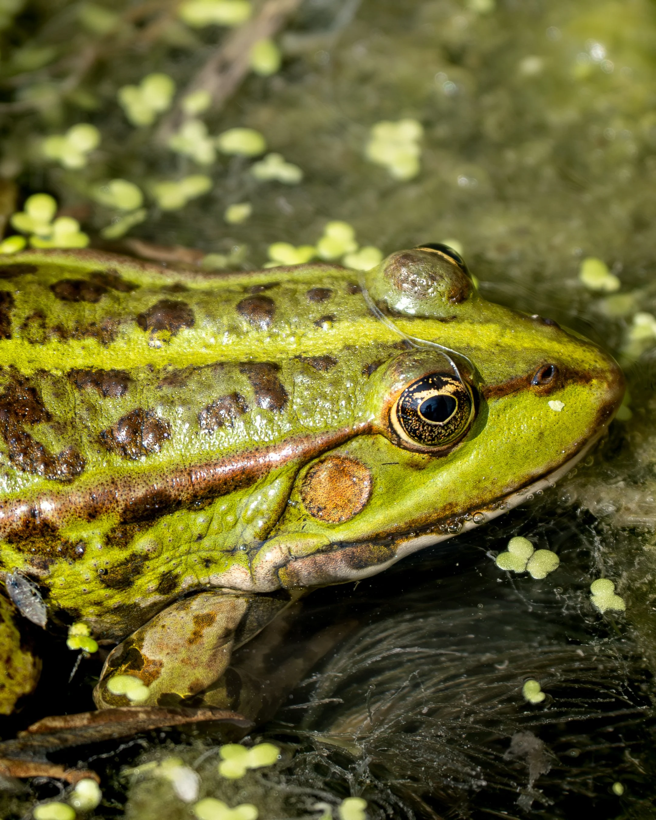 Frog Sept 2024.jpg