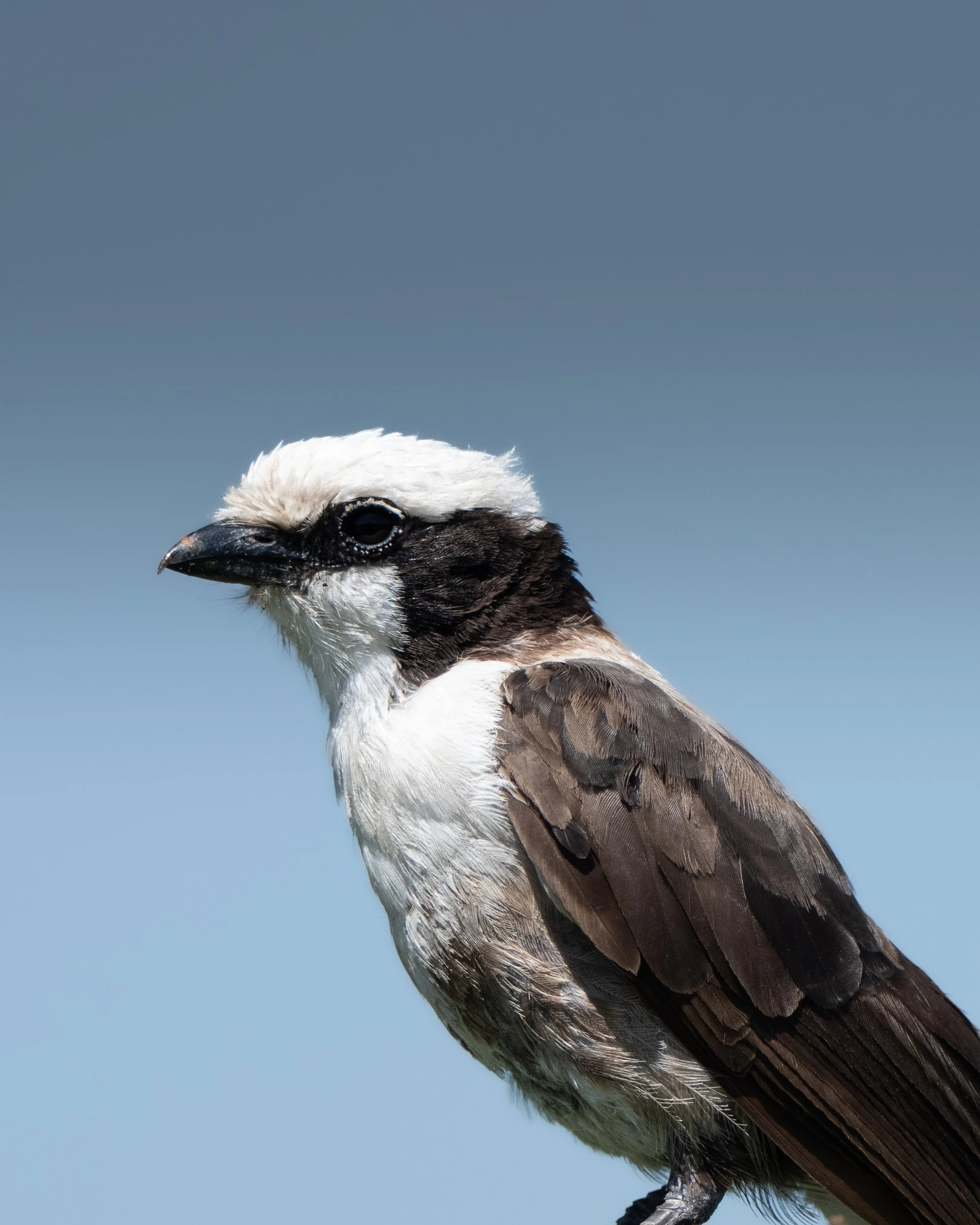 Close-up of a bird's head with a white crown, dark eyes, a black beak, and brown and white feathers, against a clear blue sky.