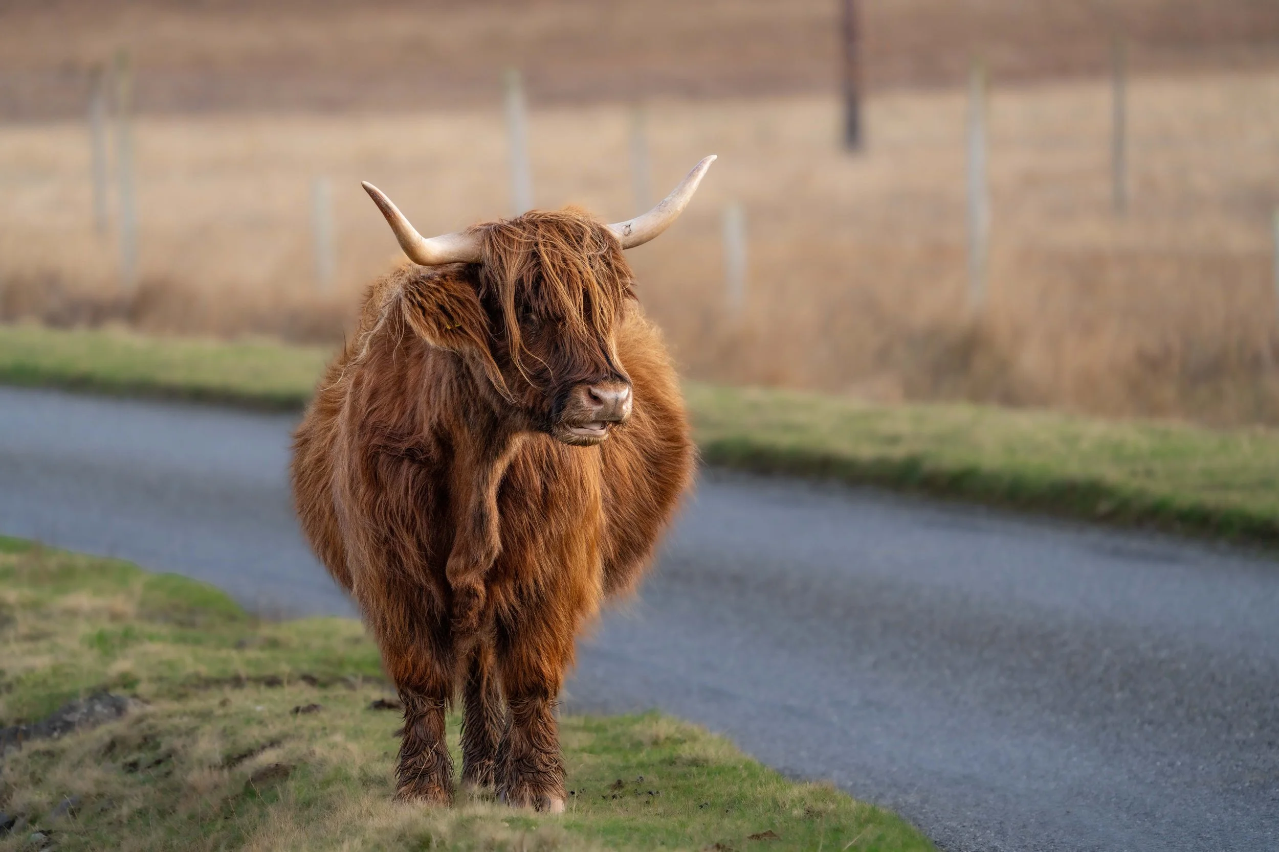 Highland Coo