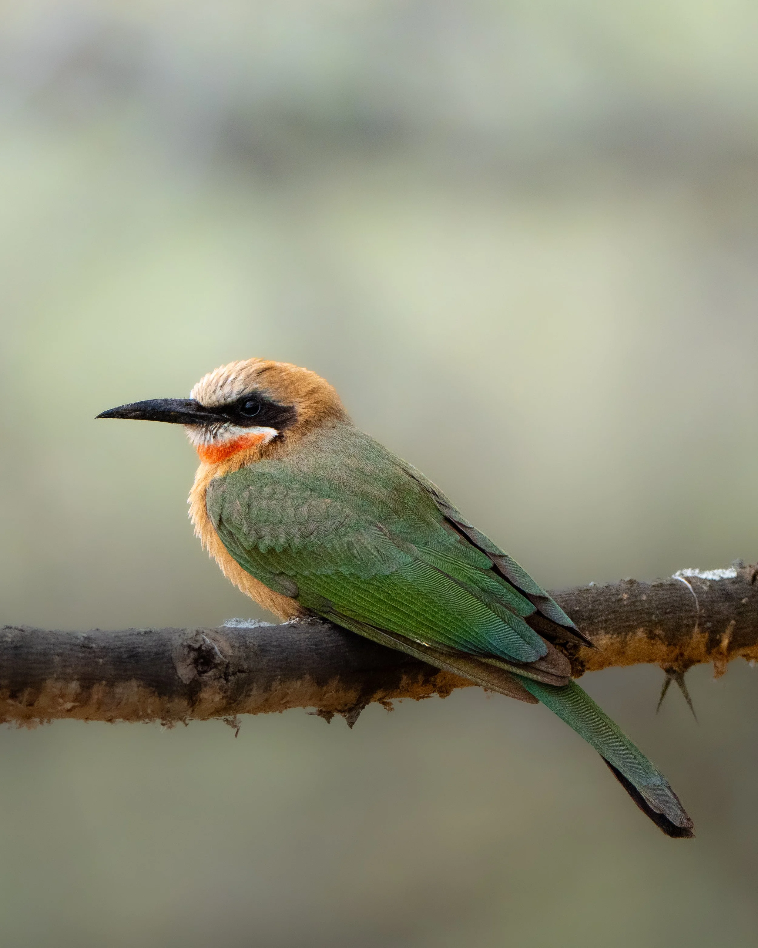 Close-up of a bird with a black beak, orange and tan facial markings, and green and brown feathers, perched on a branch.
