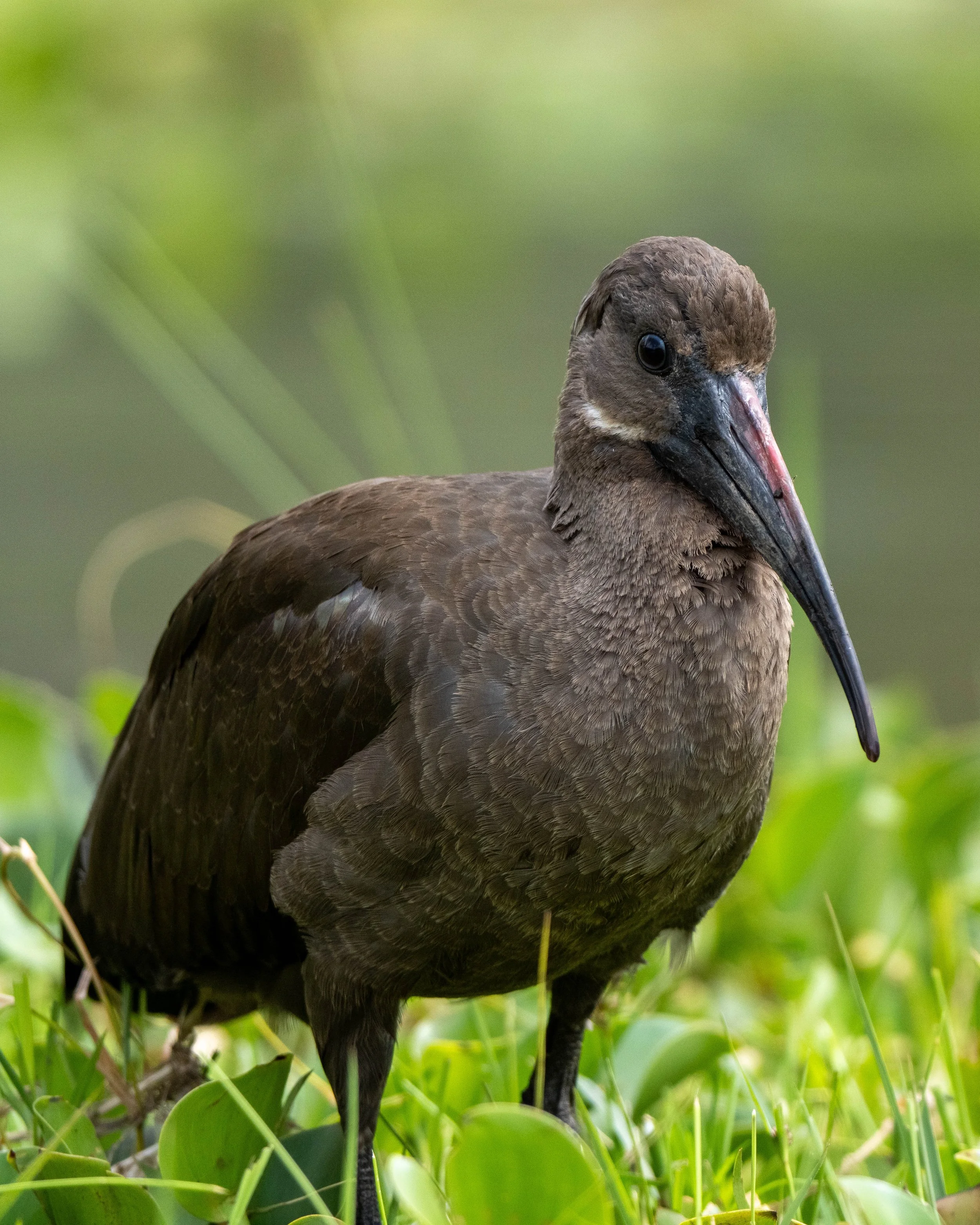 A close-up of a dark brown bird with a long, slightly curved beak, standing among green grass and leaves with a blurred green background.