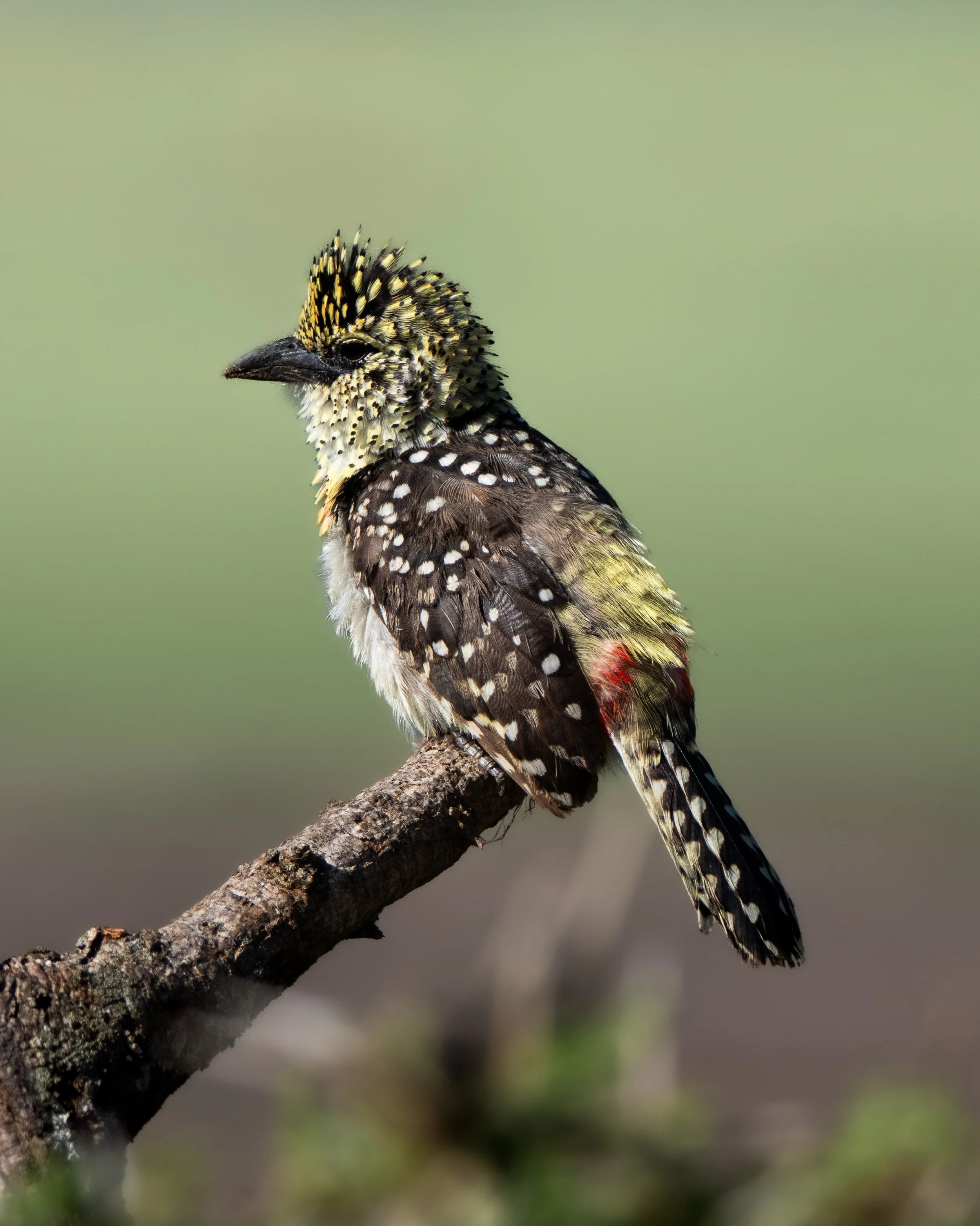 A close-up of a woodpecker with black, yellow, and white plumage perched on a tree branch against a blurred green background.