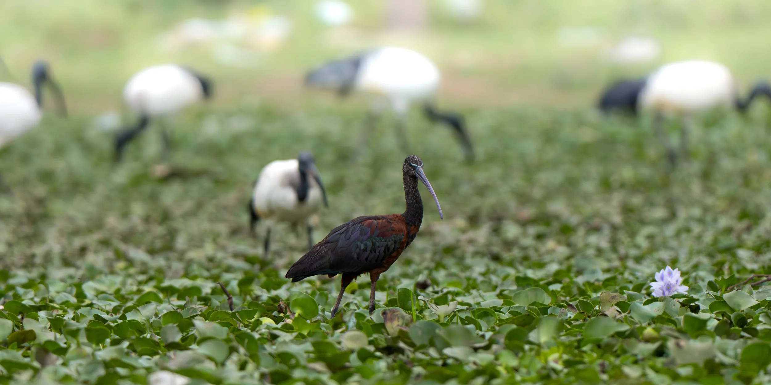 A brown and black glossy bird with a long beak standing on leafy ground, with several white and black birds in the background, some blurry, and purple flowers in the foreground.