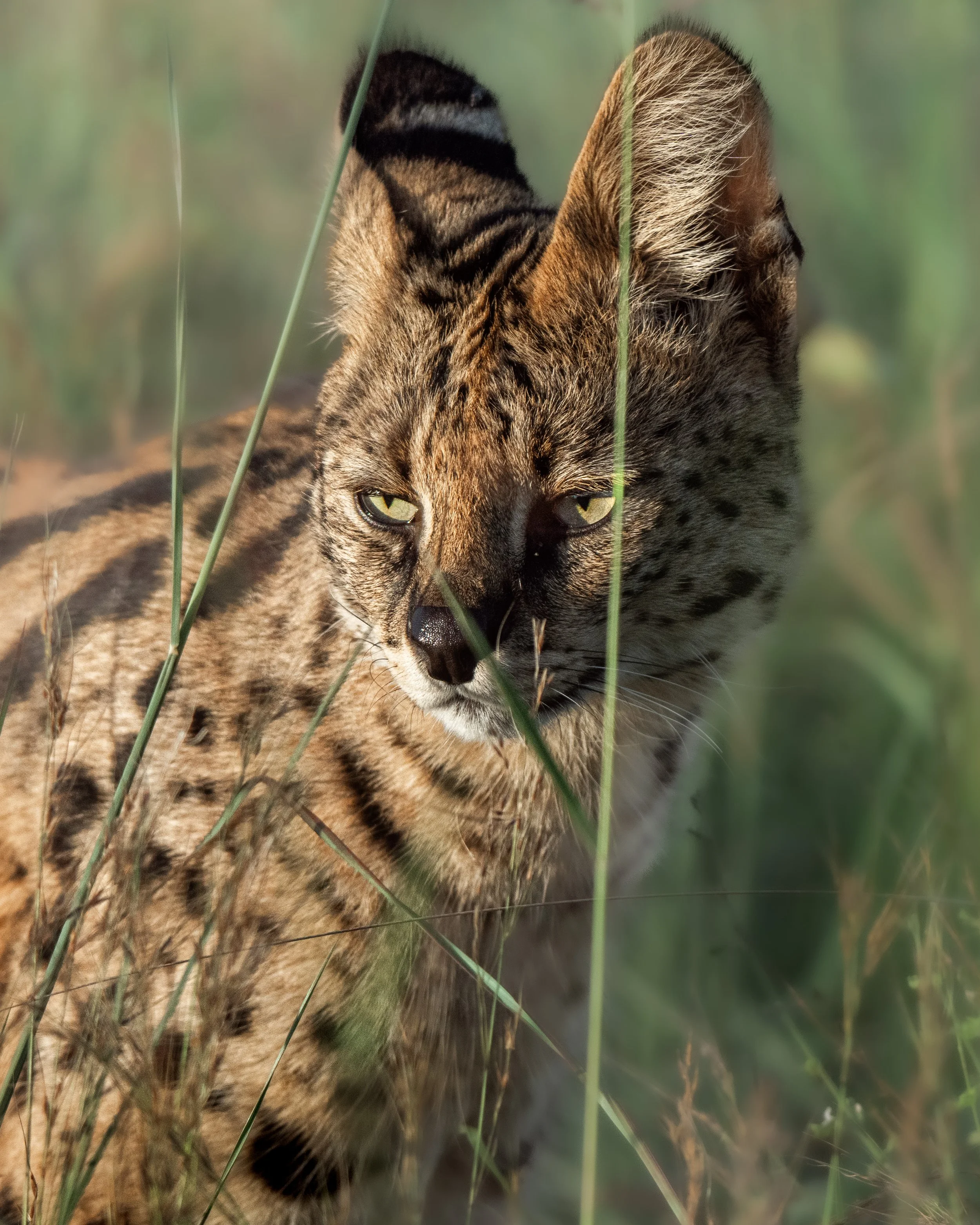 Close-up of a wild feline, possibly a bobcat, lying in tall grass with its eyes half-closed.