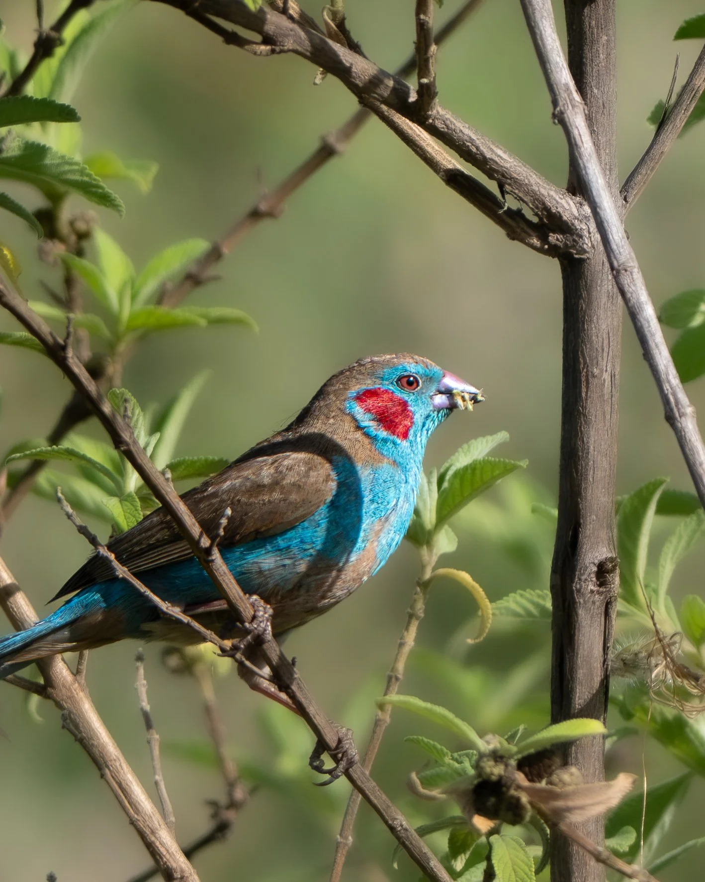 A colorful bird with blue, red, and brown feathers perched on a branch among green leaves and twigs.
