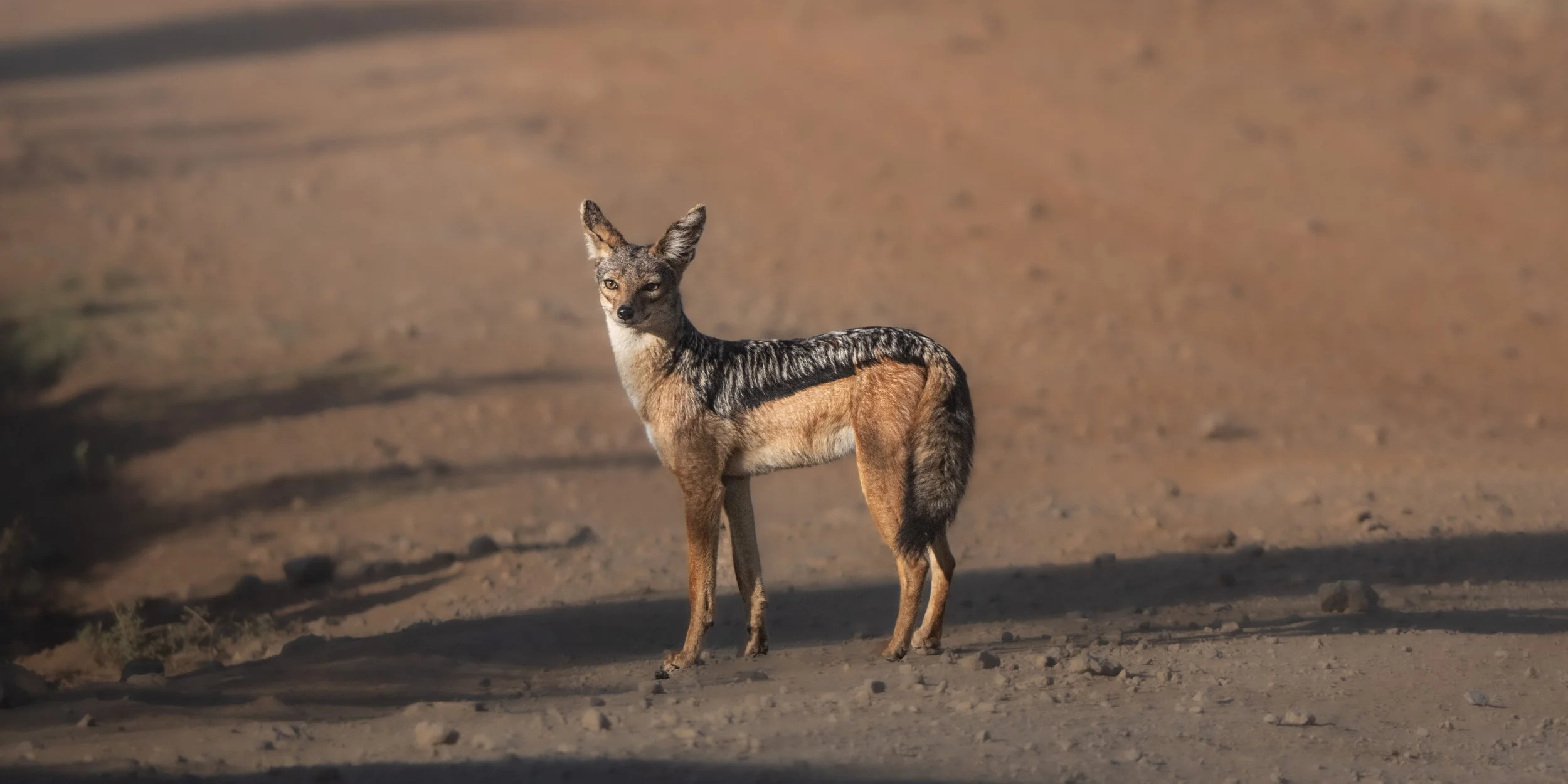 A young coyote standing on a sandy desert landscape with a blurred background and shadows on the ground.